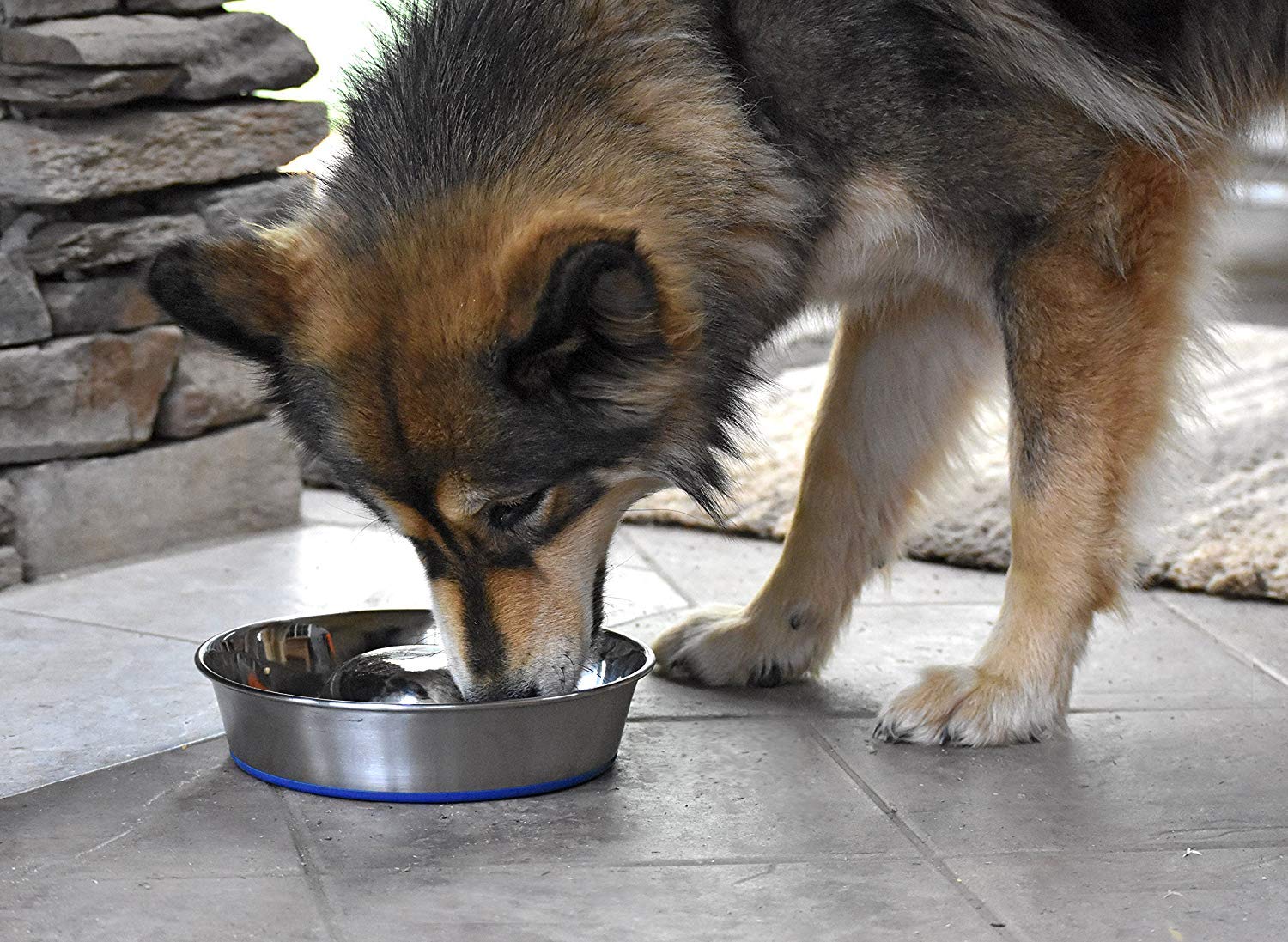Bol OurPets DuraPet usage quotidien pour des repas plus calmes