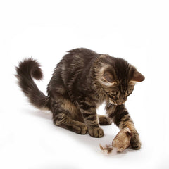 Our Pets Souris électronique réaliste: son clair pour stimuler la chasse en intérieur.