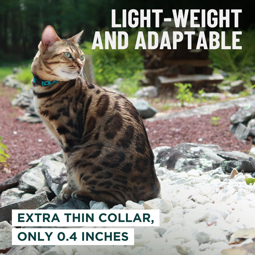 OutdoorBengal collier rouge taille adulte, maintien sûr pour chats moyens et grands.