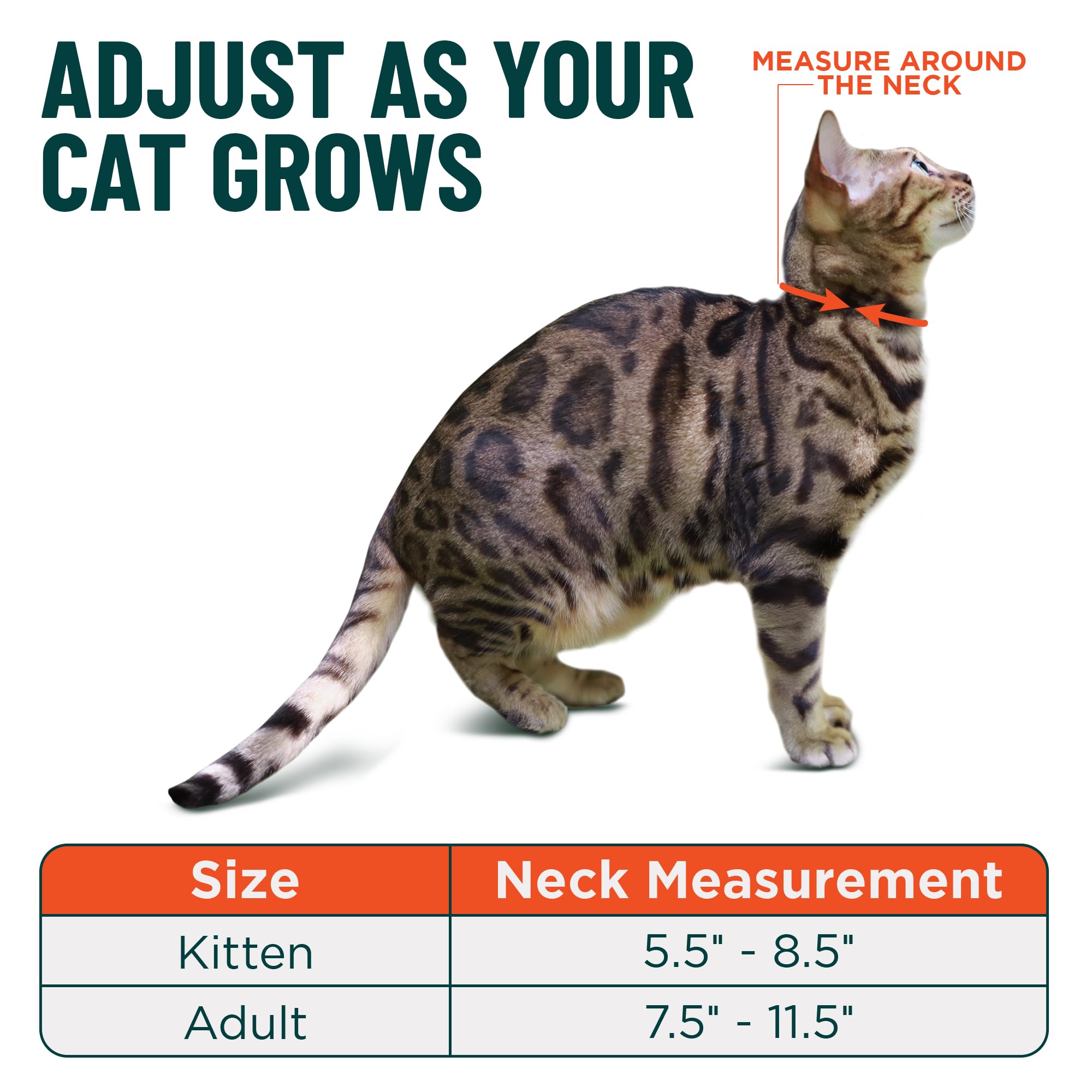 OutdoorBengal collier-tailles-adulte: maintien sûr pour chats de grande stature.
