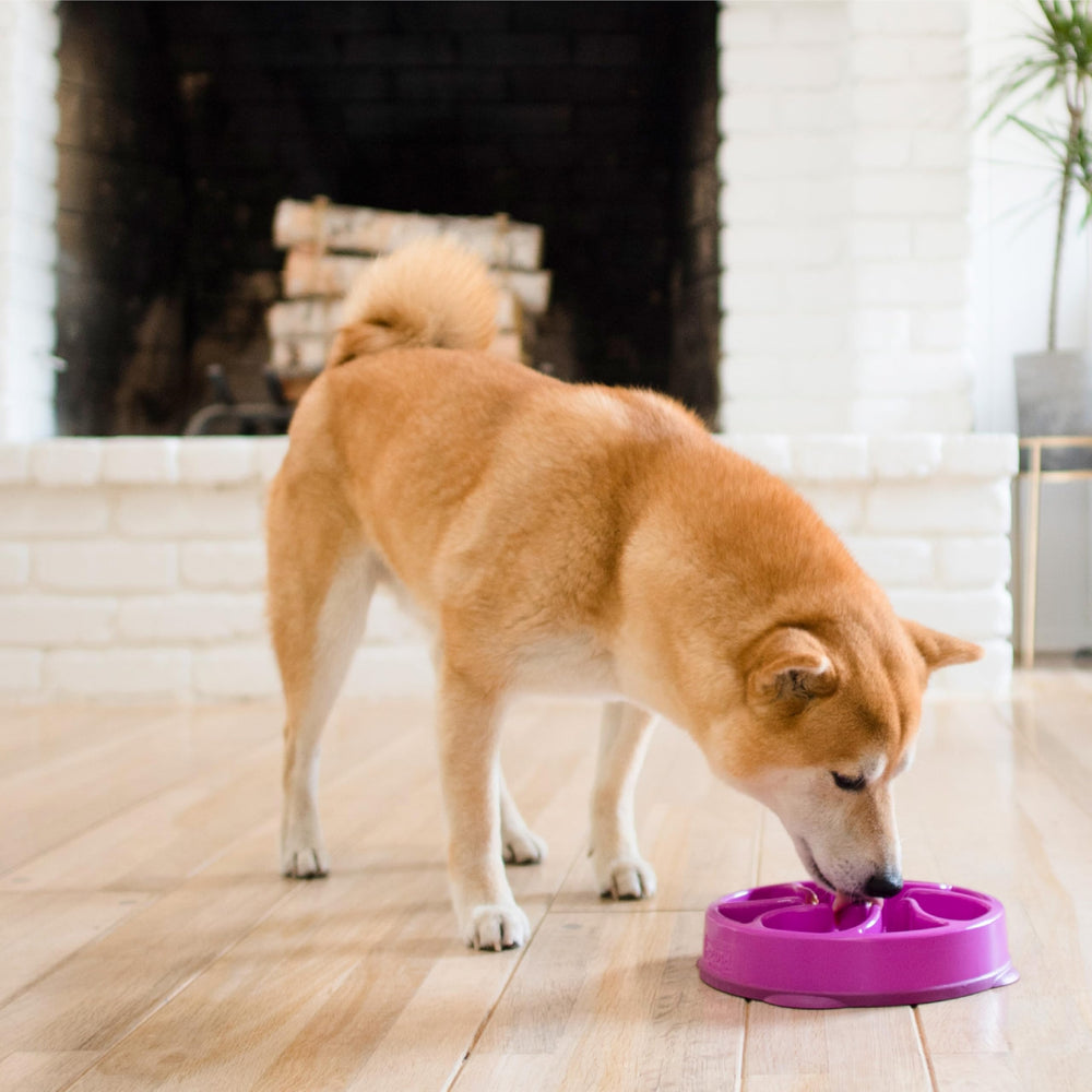 Outward Hound bol-niveaux-ralentis-2-tasses – ajustement du rythme de l’alimentation