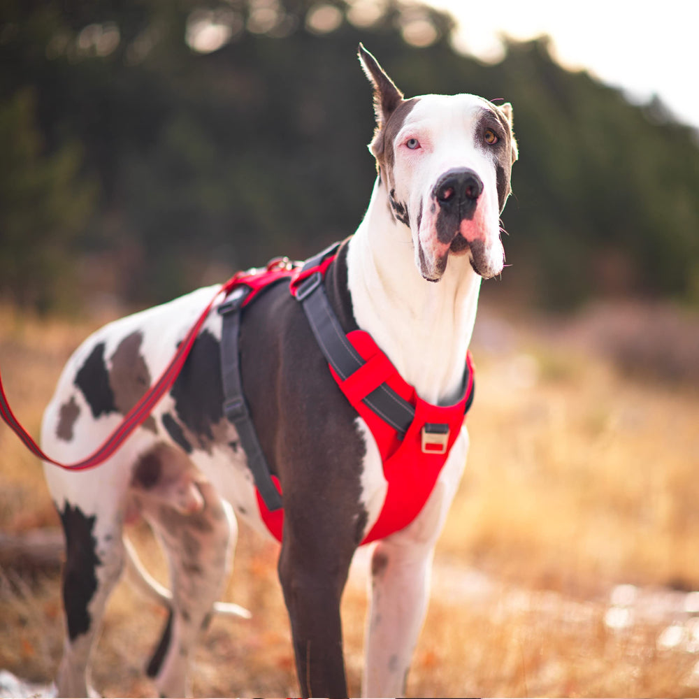 Outward Hound Boulder: étiquette personnalisable pour contacts d'urgence et identification.