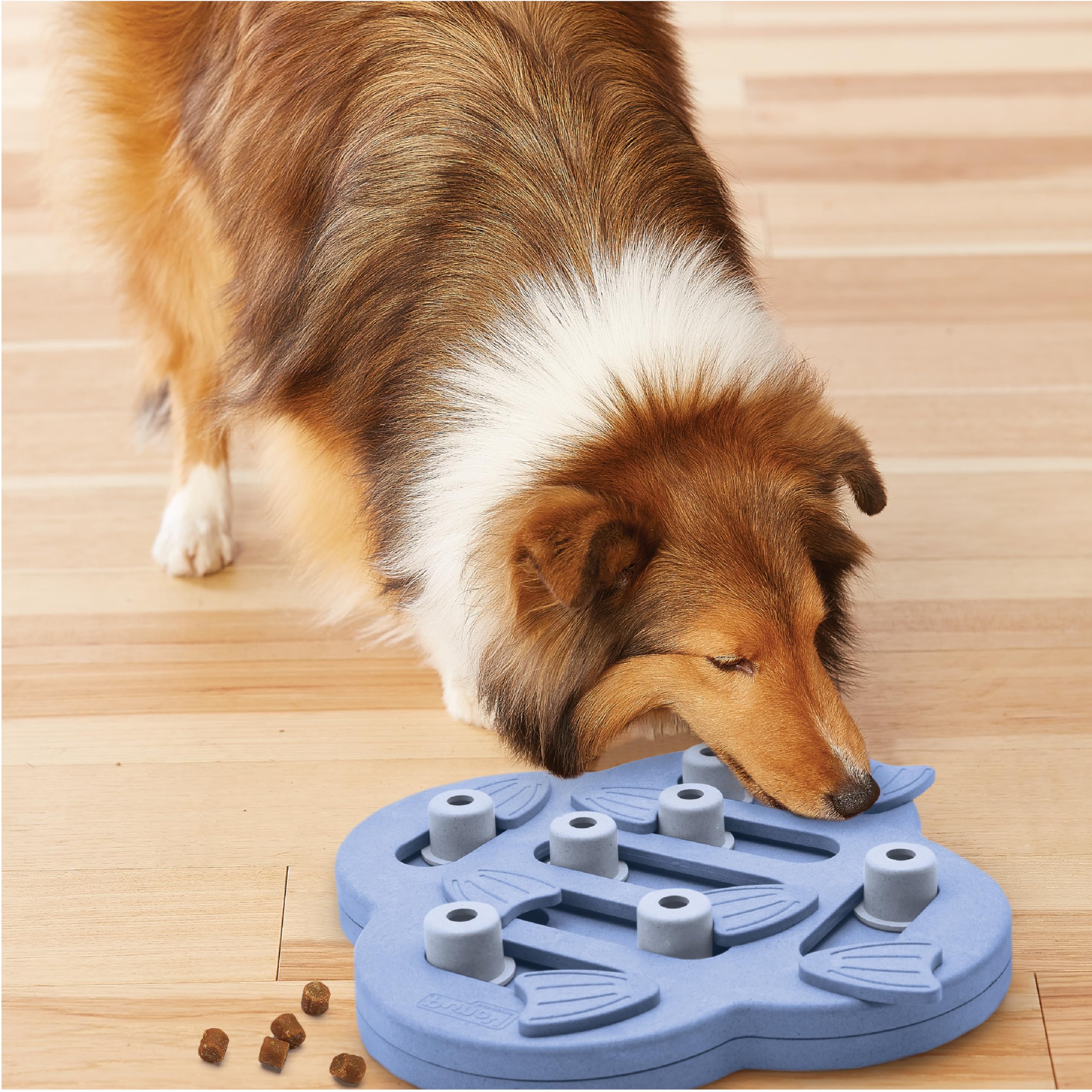 Outward Hound Hide N' Slide utilisation-quotidienne sessions courtes et répétées possibles.