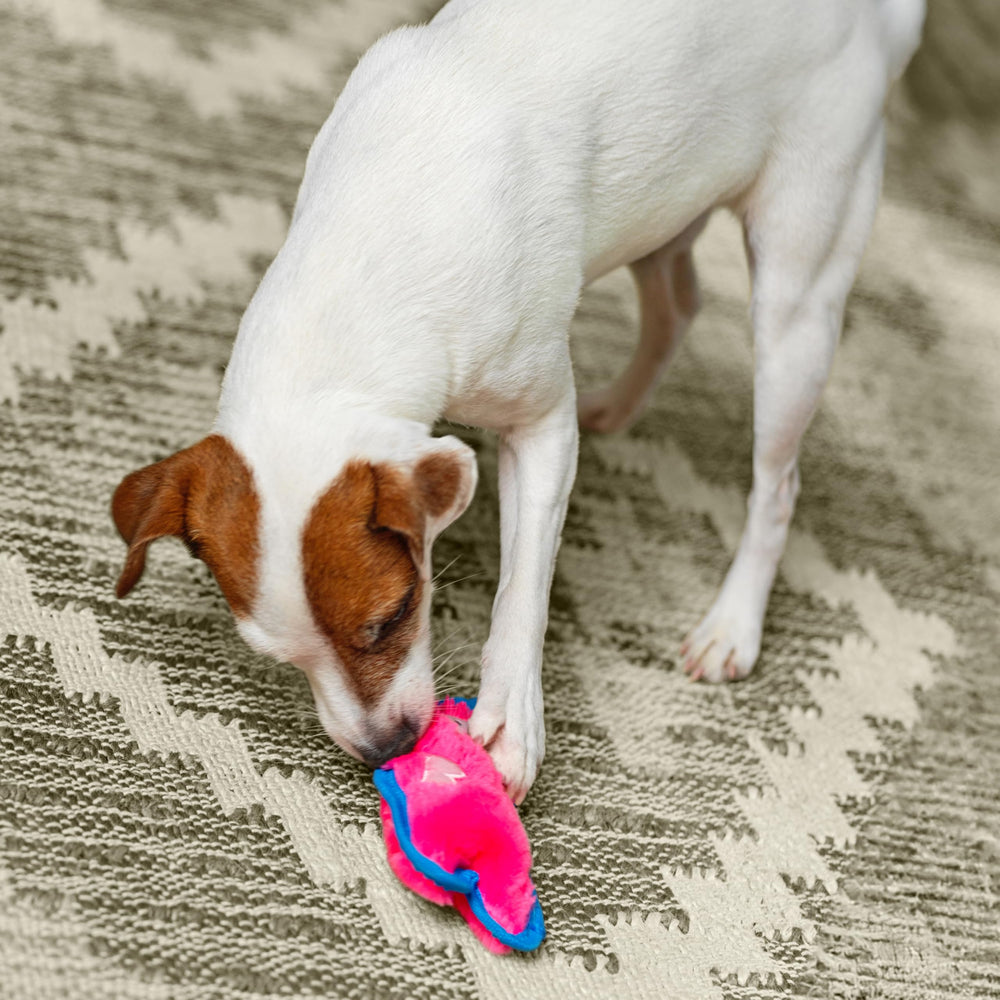 Outward Hound Durablez Minis, parfait pour des sessions de fetch et jeux.