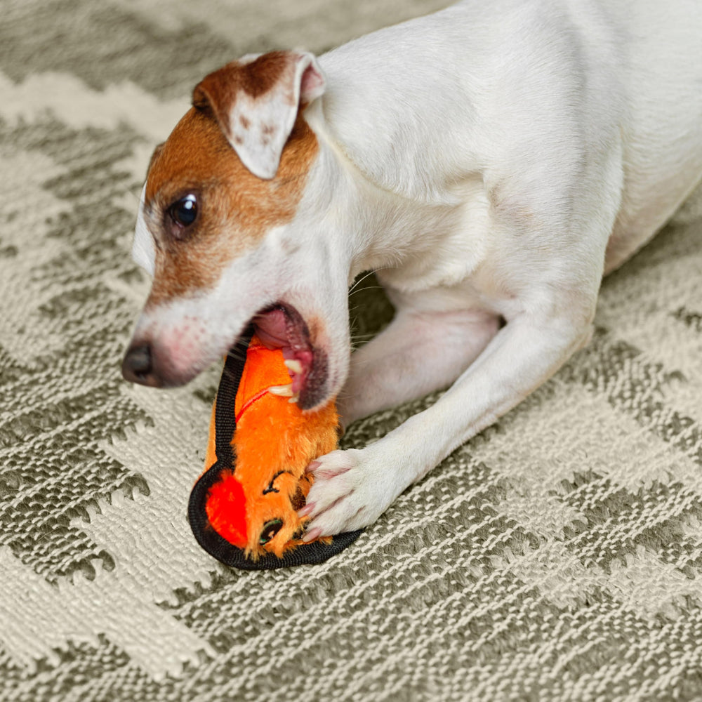 Durablez Minis offrant longueur variable pour s’adapter au chien