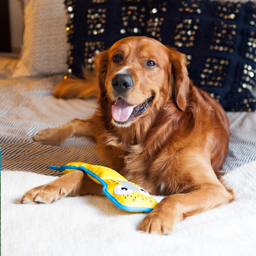 Outward Hound Fire Biterz Gecko couture-k9-tuff : renforcement pour une durabilité accrue.