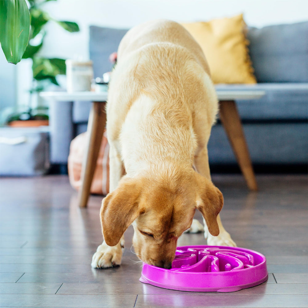 Outward Hound - bol lave-vaisselle haut-rack, pratique pour le quotidien