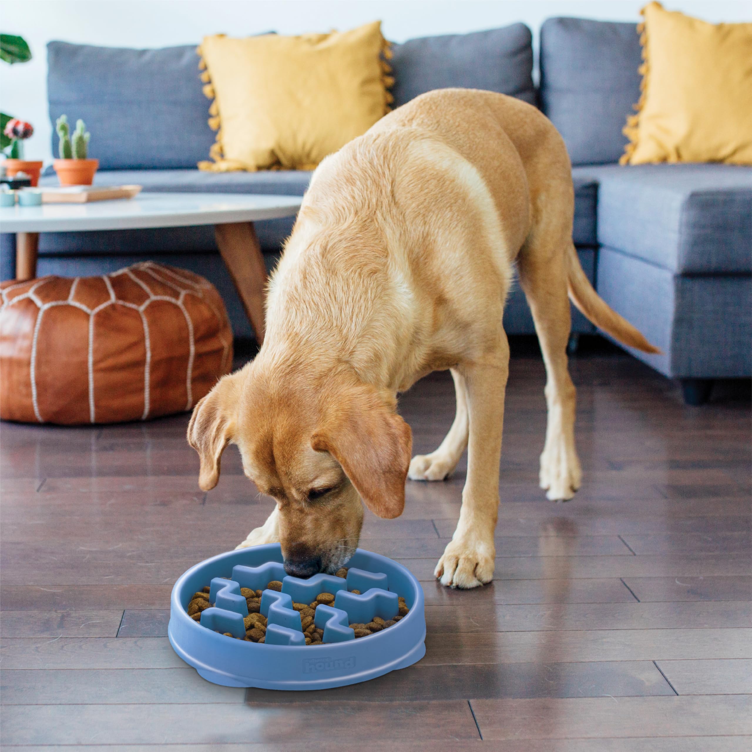 Design bleu robuste et sûr pour chiens moyens à grands
