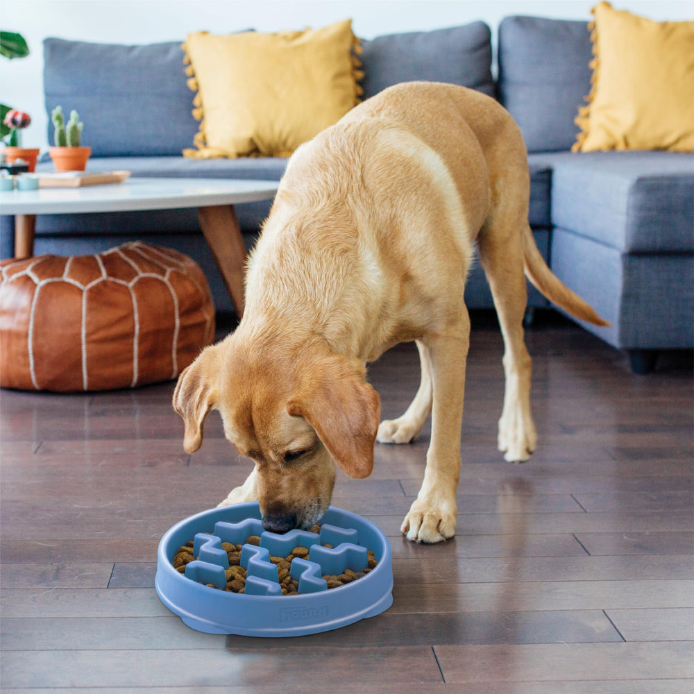 Design bleu robuste et sûr pour chiens moyens à grands