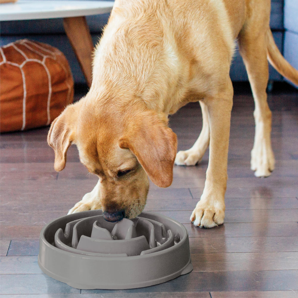 Nettoyage pratique: bol Outward Hound compatible lave-vaisselle sur plateau supérieur.