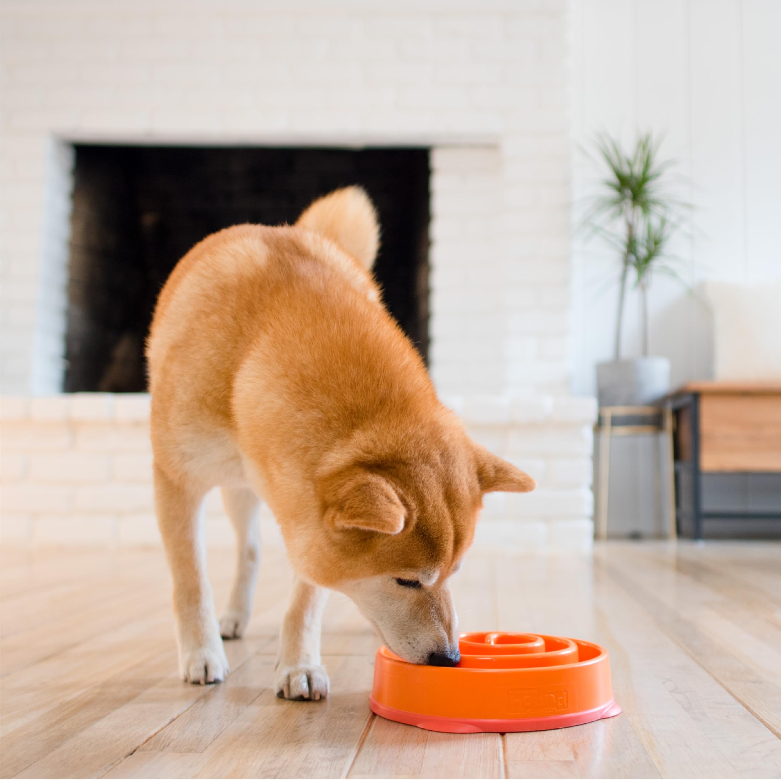 Outward Hound Fun Feeder Slo Bowl, compatible lave-vaisselle pour un entretien rapide