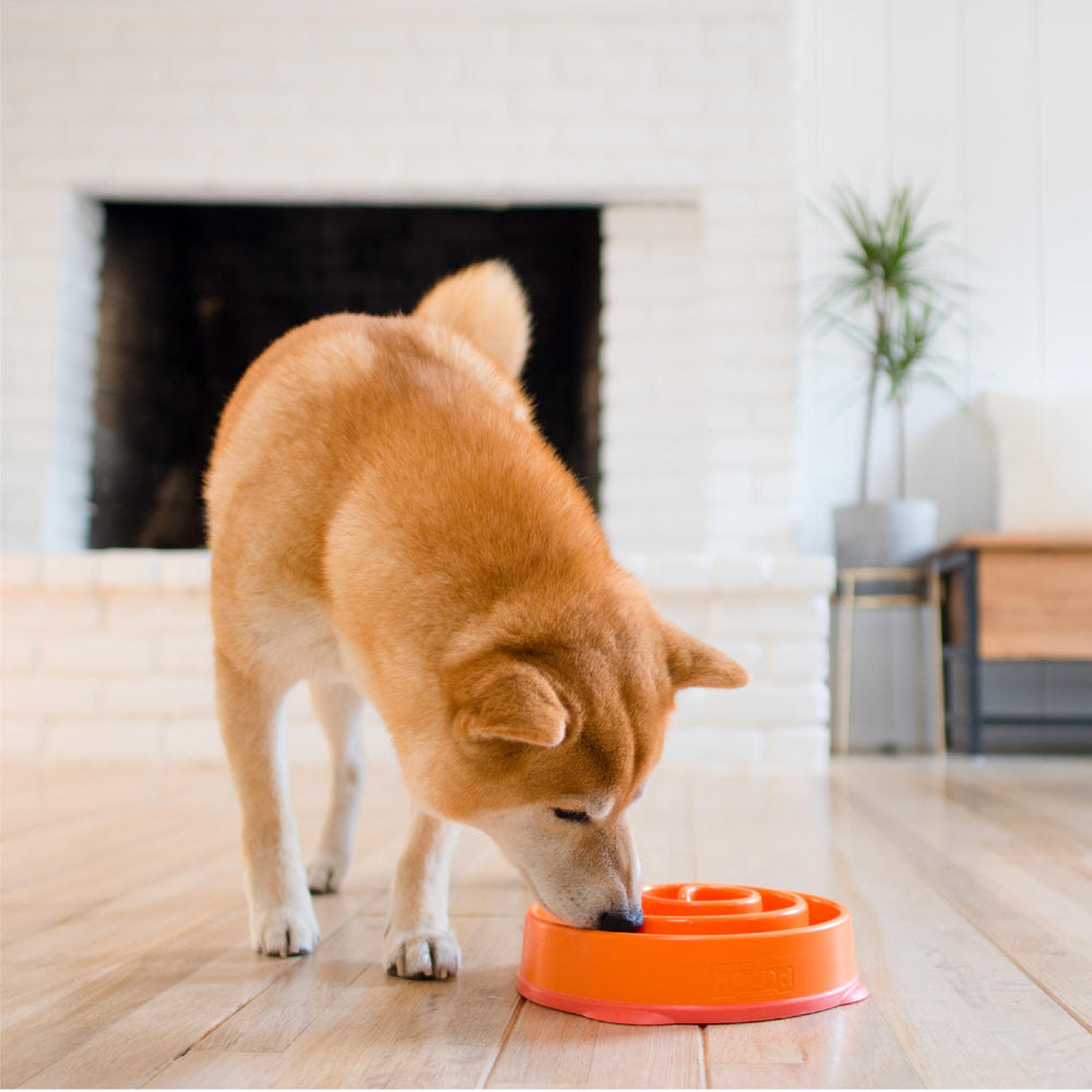 Outward Hound Fun Feeder Slo Bowl, compatible lave-vaisselle pour un entretien rapide