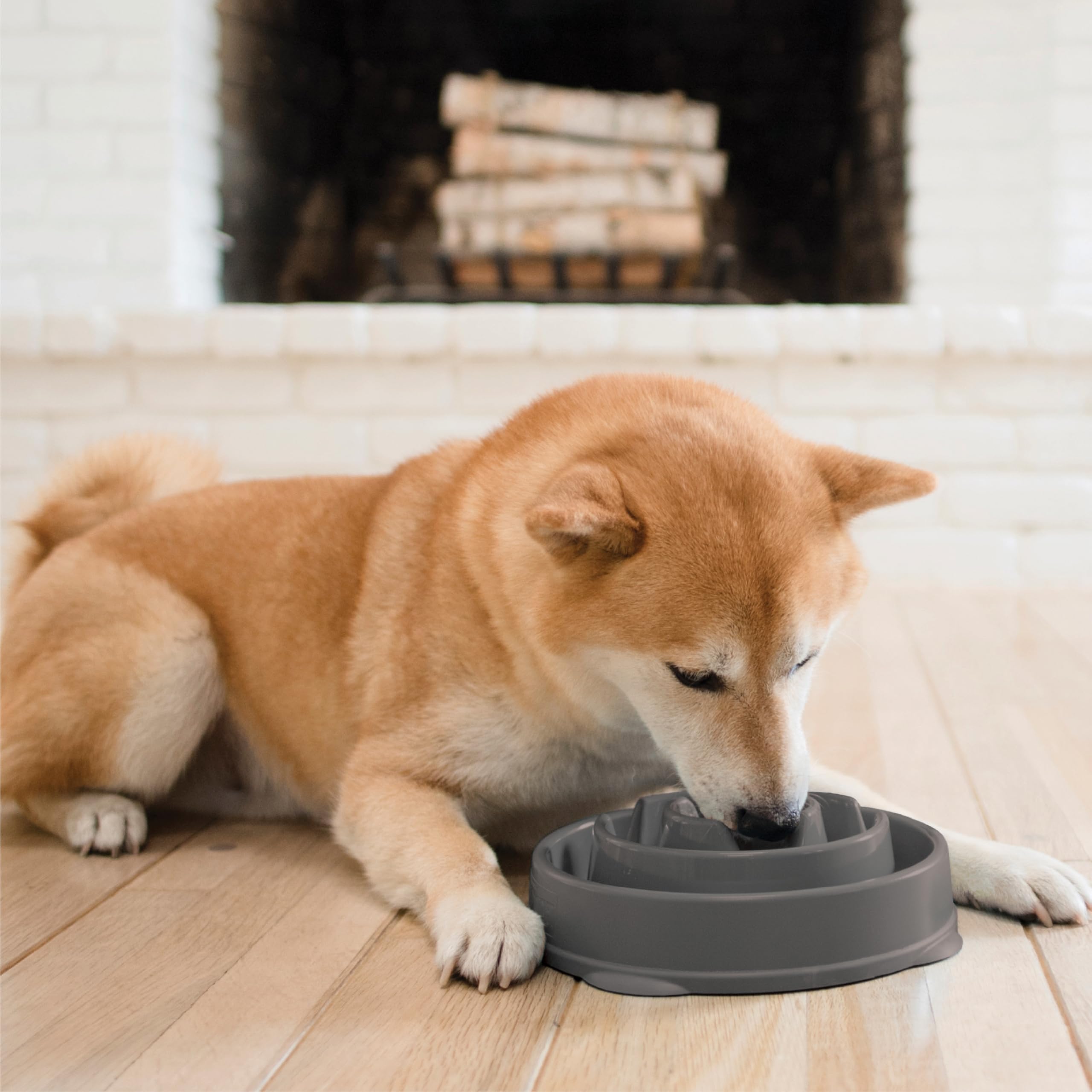 Outward Hound Fun Feeder Slo Bowl lavable au lave-vaisselle entretien facile
