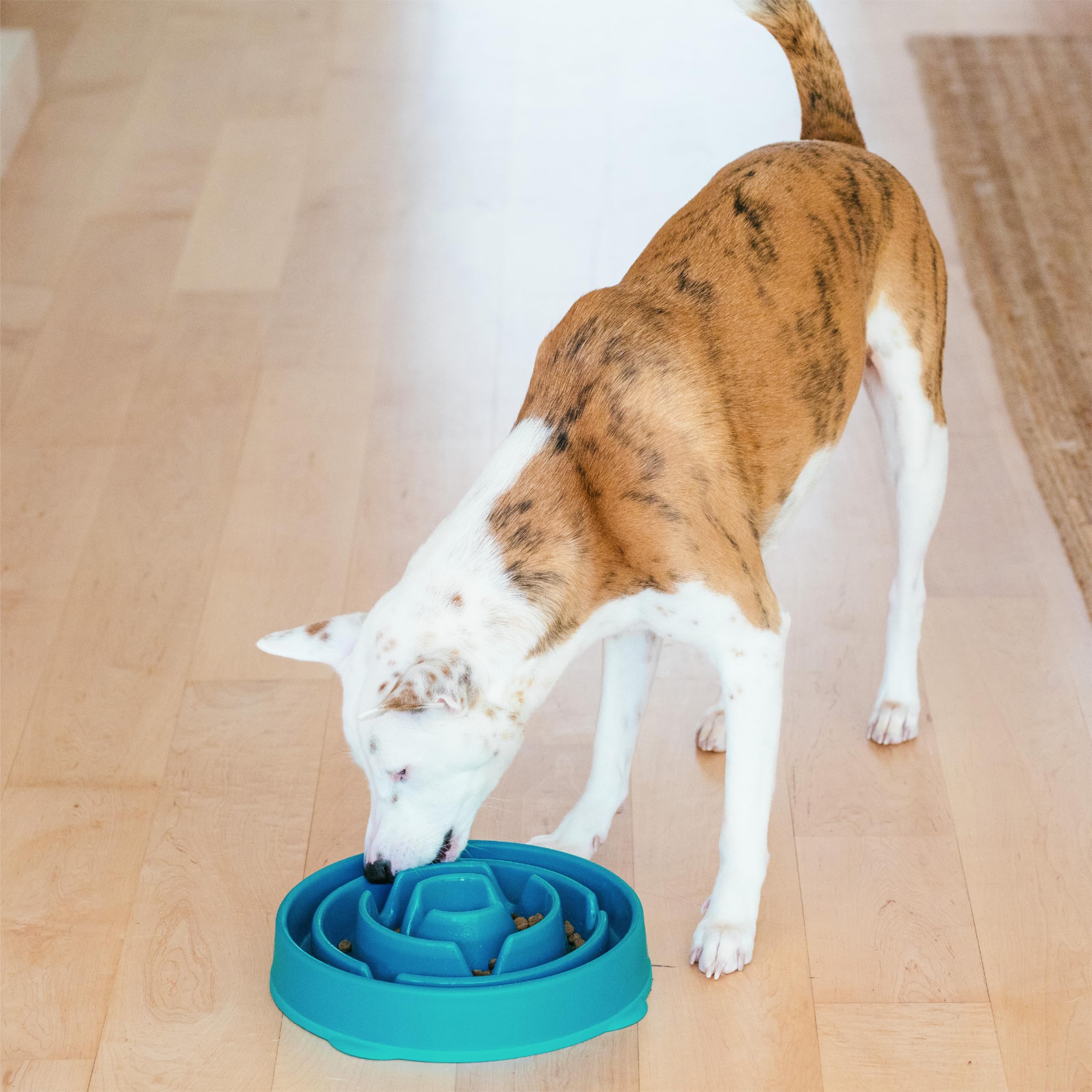 Tailles disponibles pour petits à grands chiens, adaptabilité pratique.