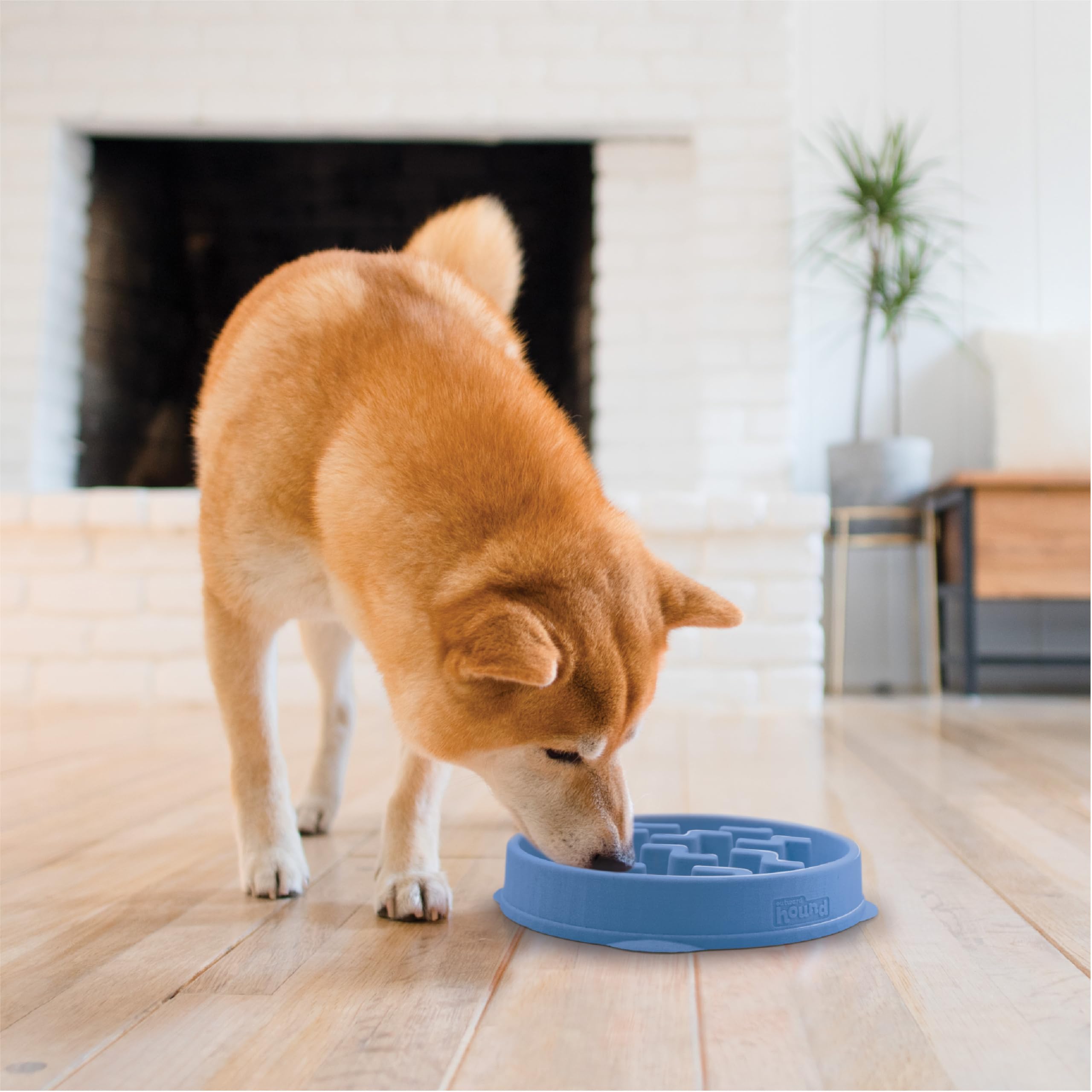 Bol sans BPA PVC plomb ni phtalates Outward Hound bleu, sécurité alimentaire.