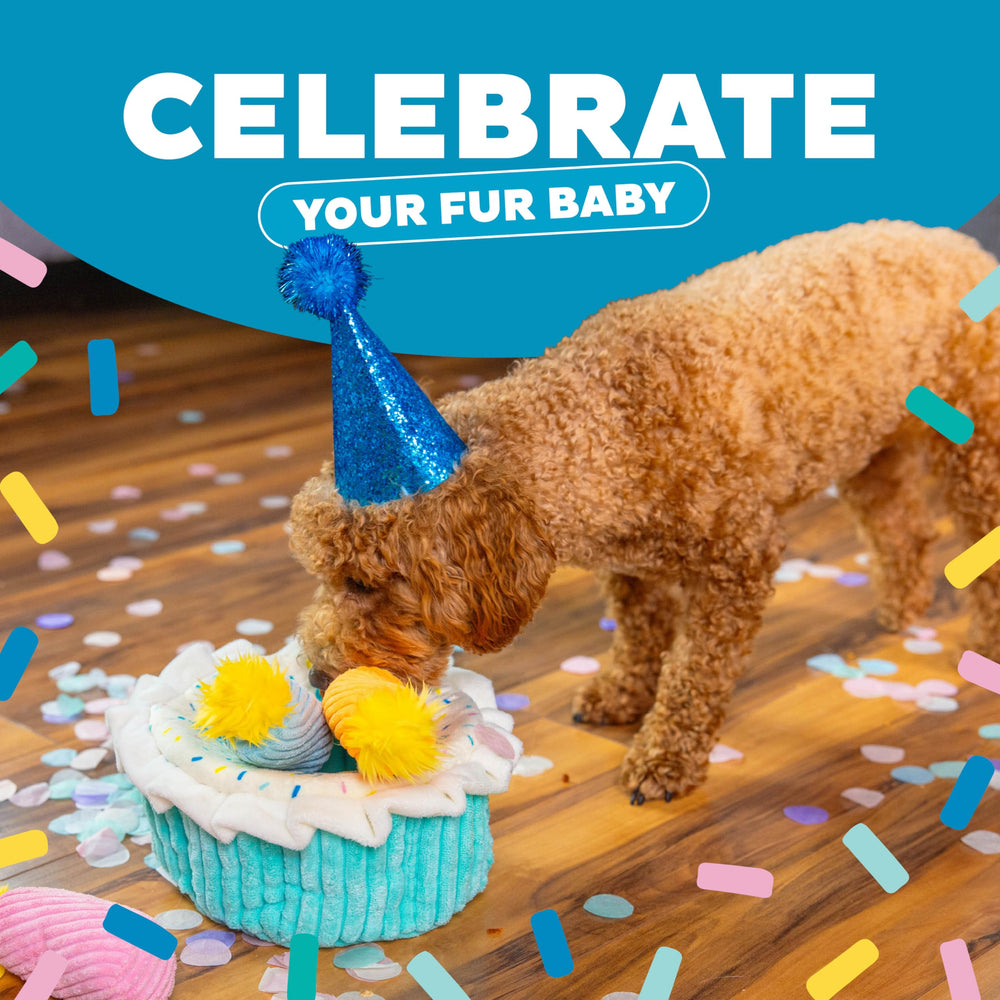 Outward Hound Gateau Photo Ready: jouet festif idéal pour photos chien