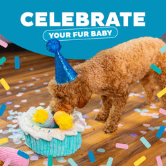 Outward Hound Gateau Photo Ready: jouet festif idéal pour photos chien
