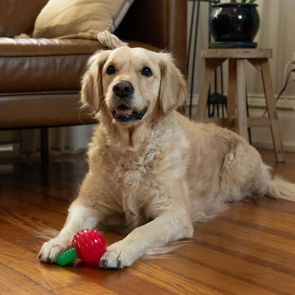 Outward Hound Gummiez cerises, nettoyage rapide pour une utilisation quotidienne et hygiène facile.