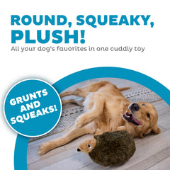 Outward Hound Hedgehogz doudou avec sifflet et grognement pour stimuler le jeu.