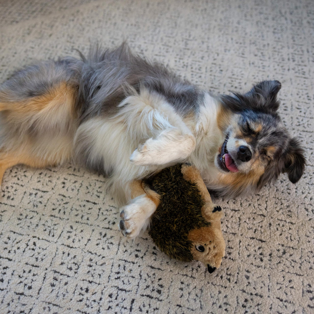 Outward Hound Hedgehogz jeu interactif favorisant la complicité avec votre chien.