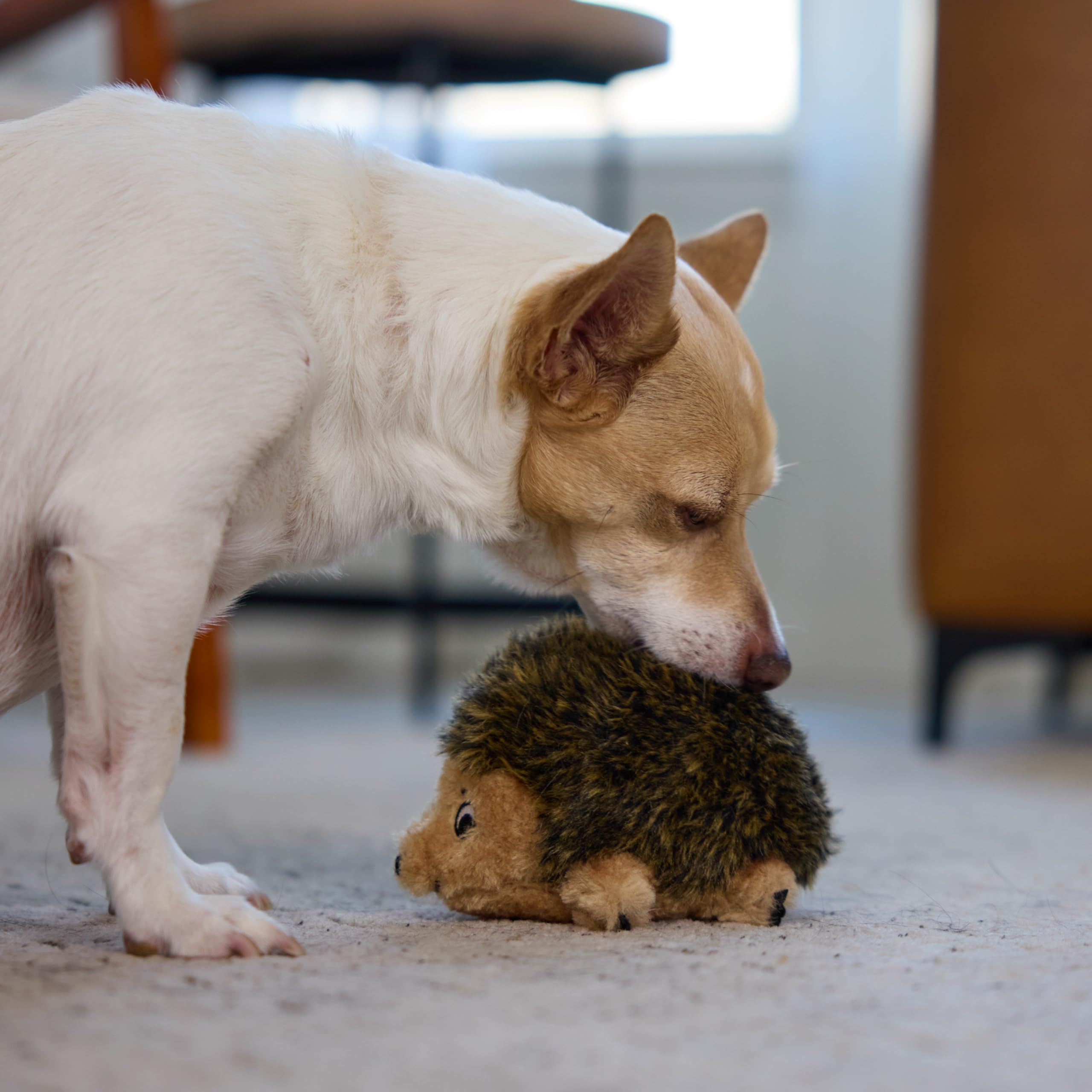 Jouet Hedgehogz interactif d’Outward Hound pour jeux et complicité.