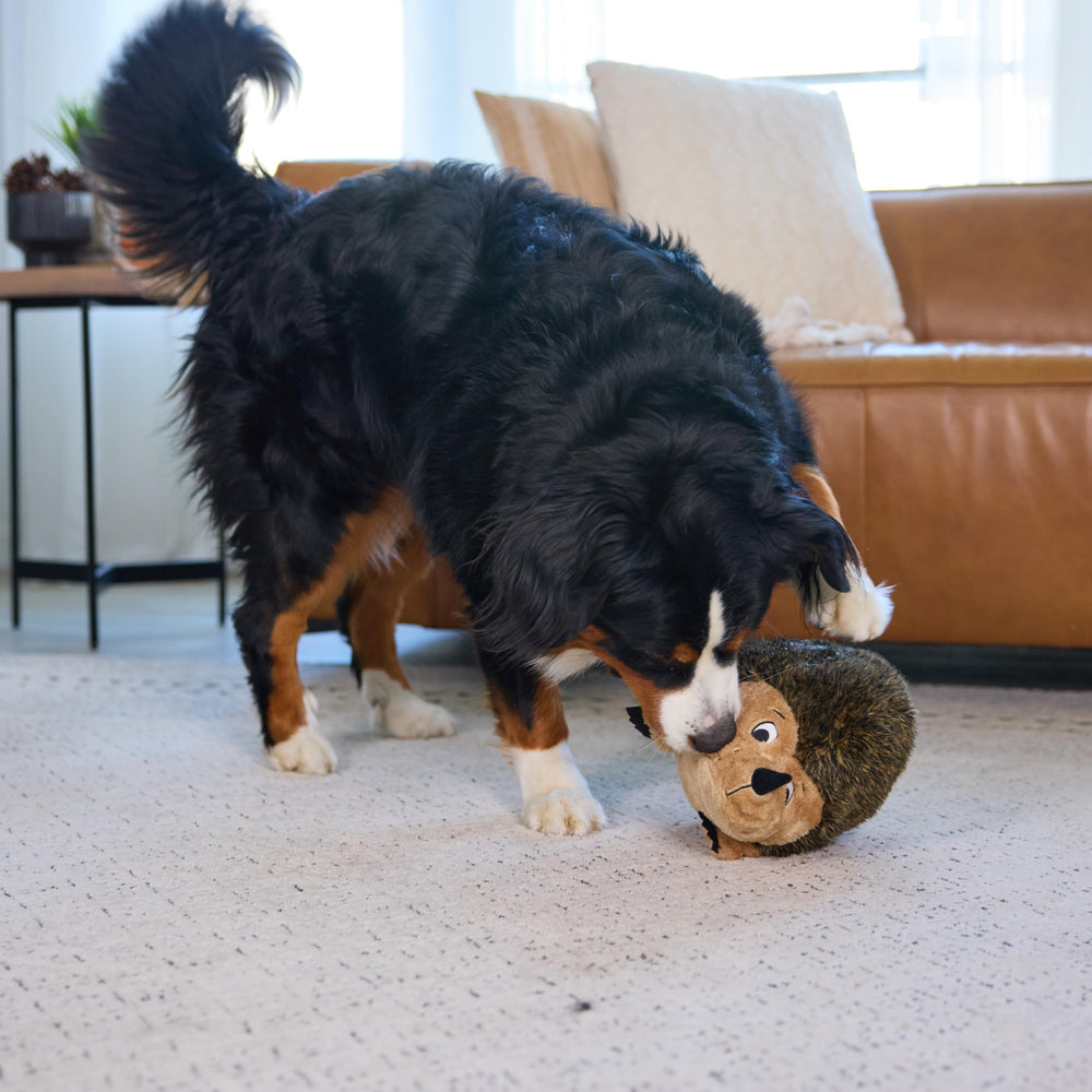 Interaction ludique sous supervision avec Hedgehogz pour renforcer le lien.