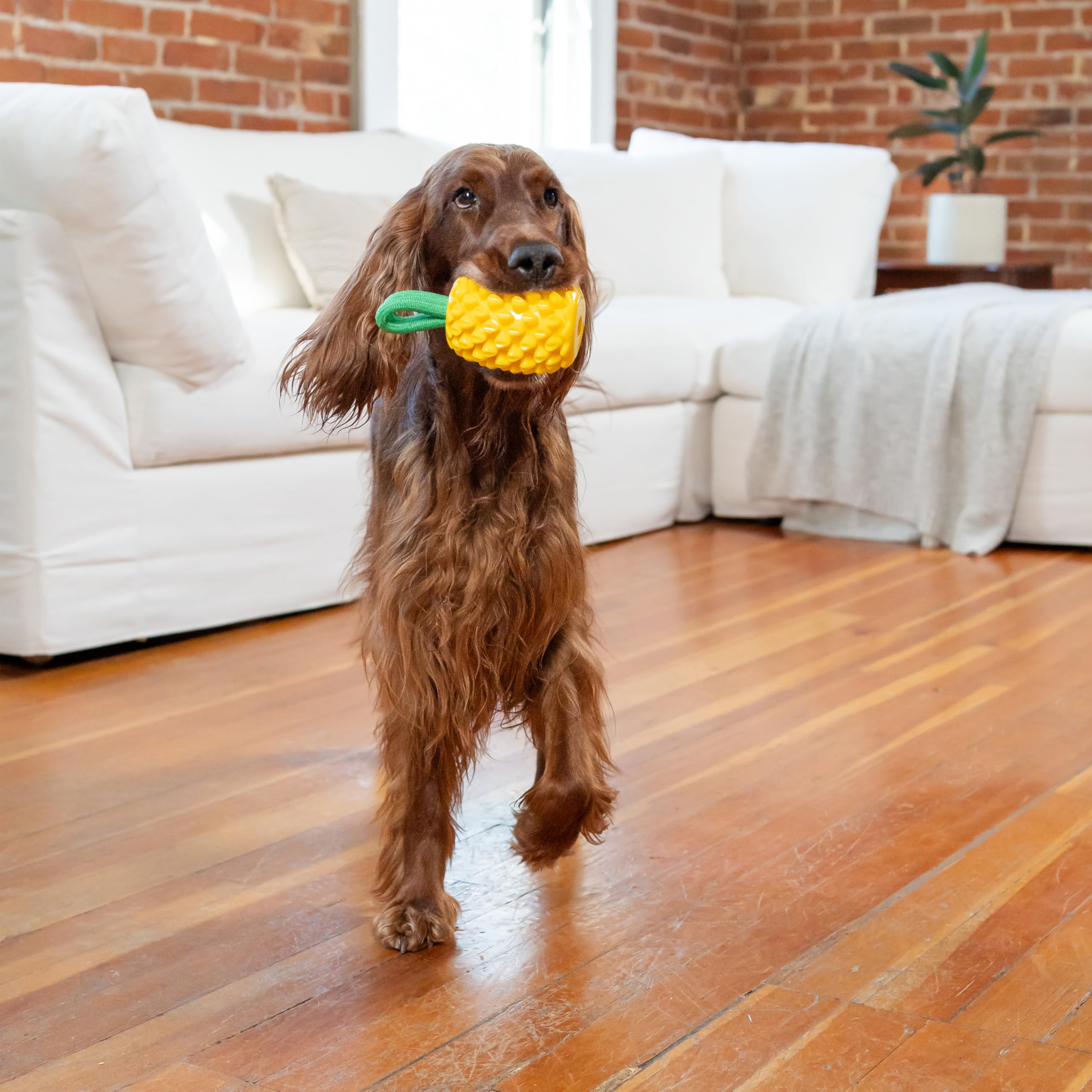 Outward Hound Dental Pineapple, lancer et rapporter l’ananas pour jeux variés.