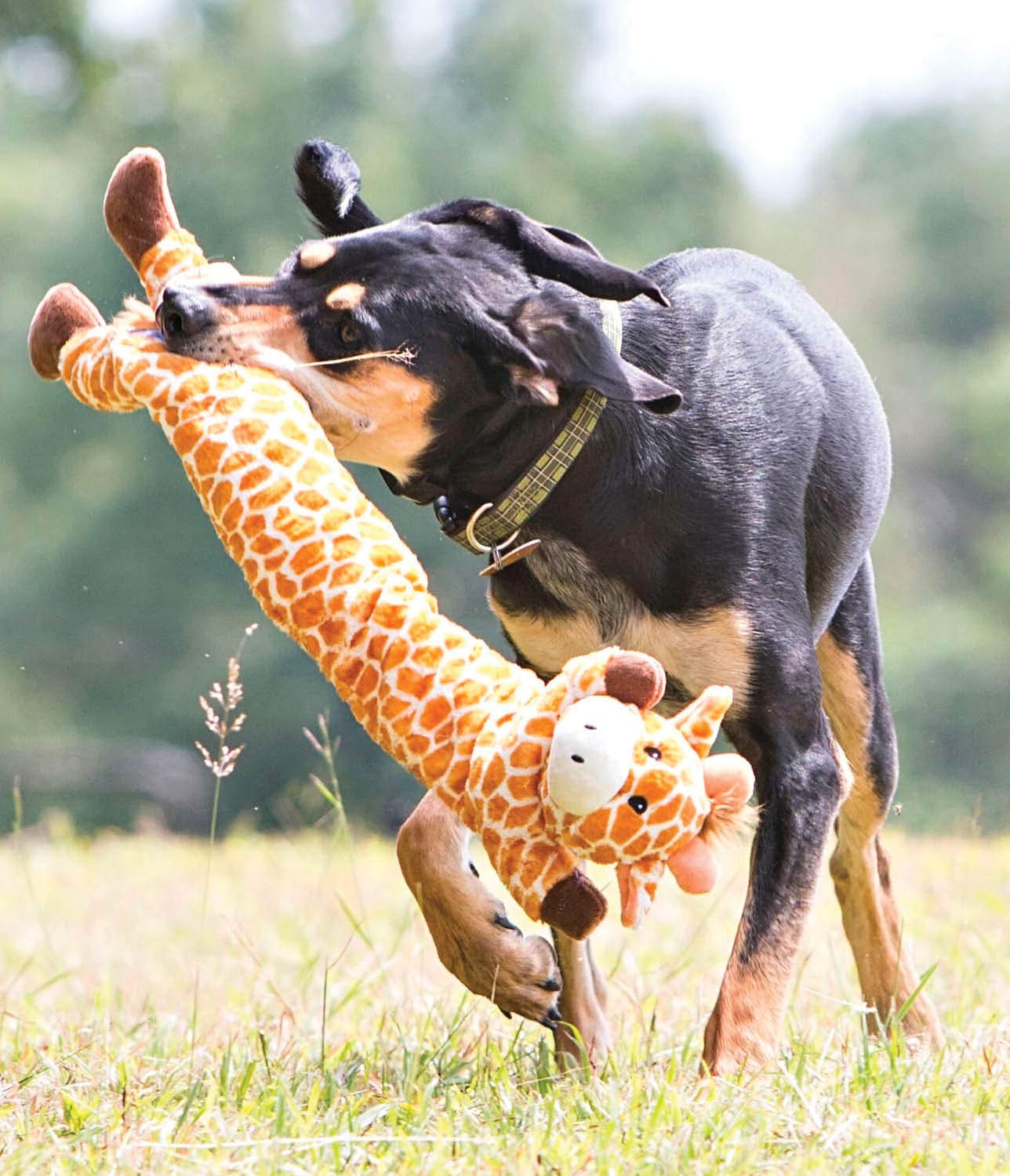 Outward Hound Longidudes Girafe – non destiné à mâcher, supervision recommandée