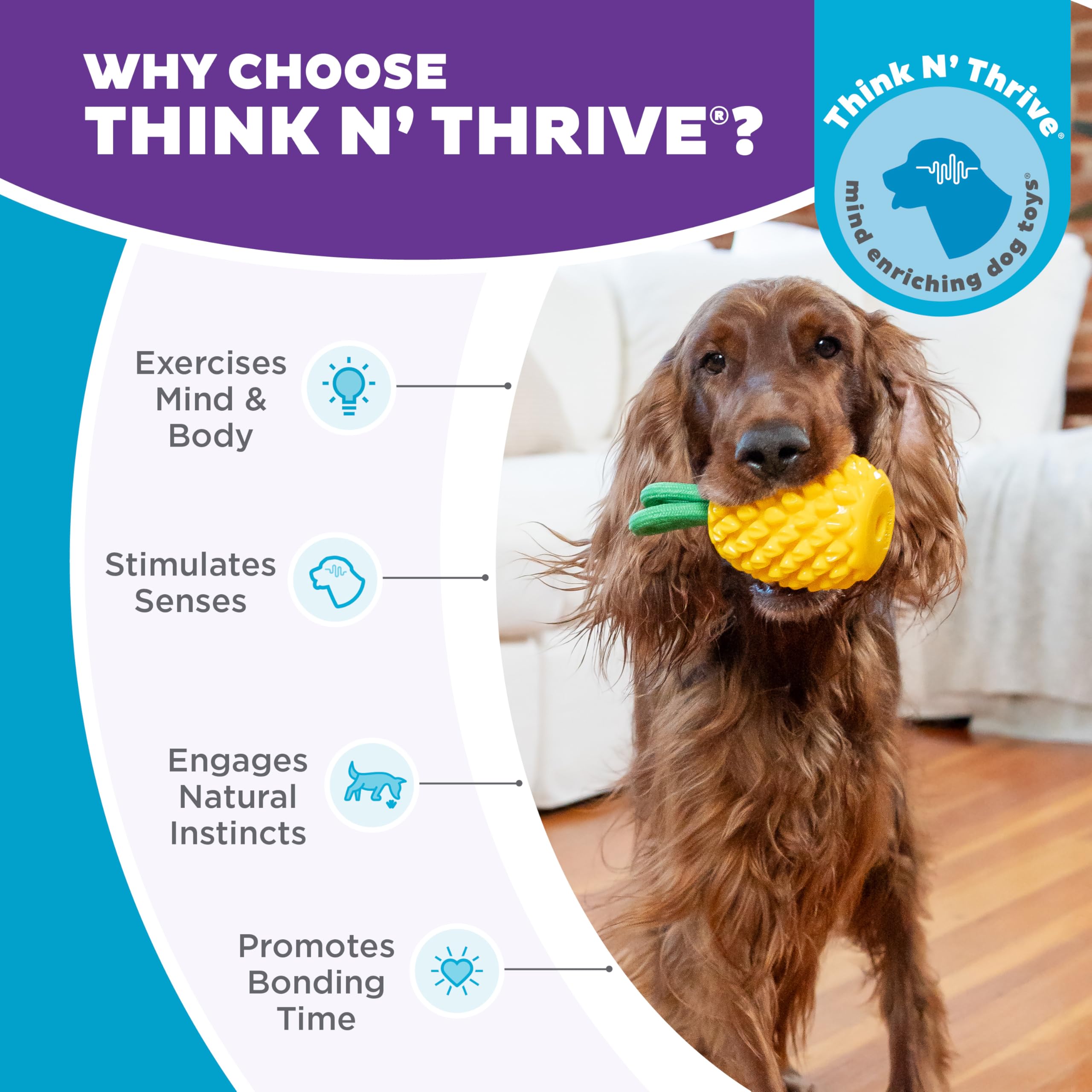 Outward Hound Dental Pineapple, chien en train de mâcher avec durabilité et sécurité.