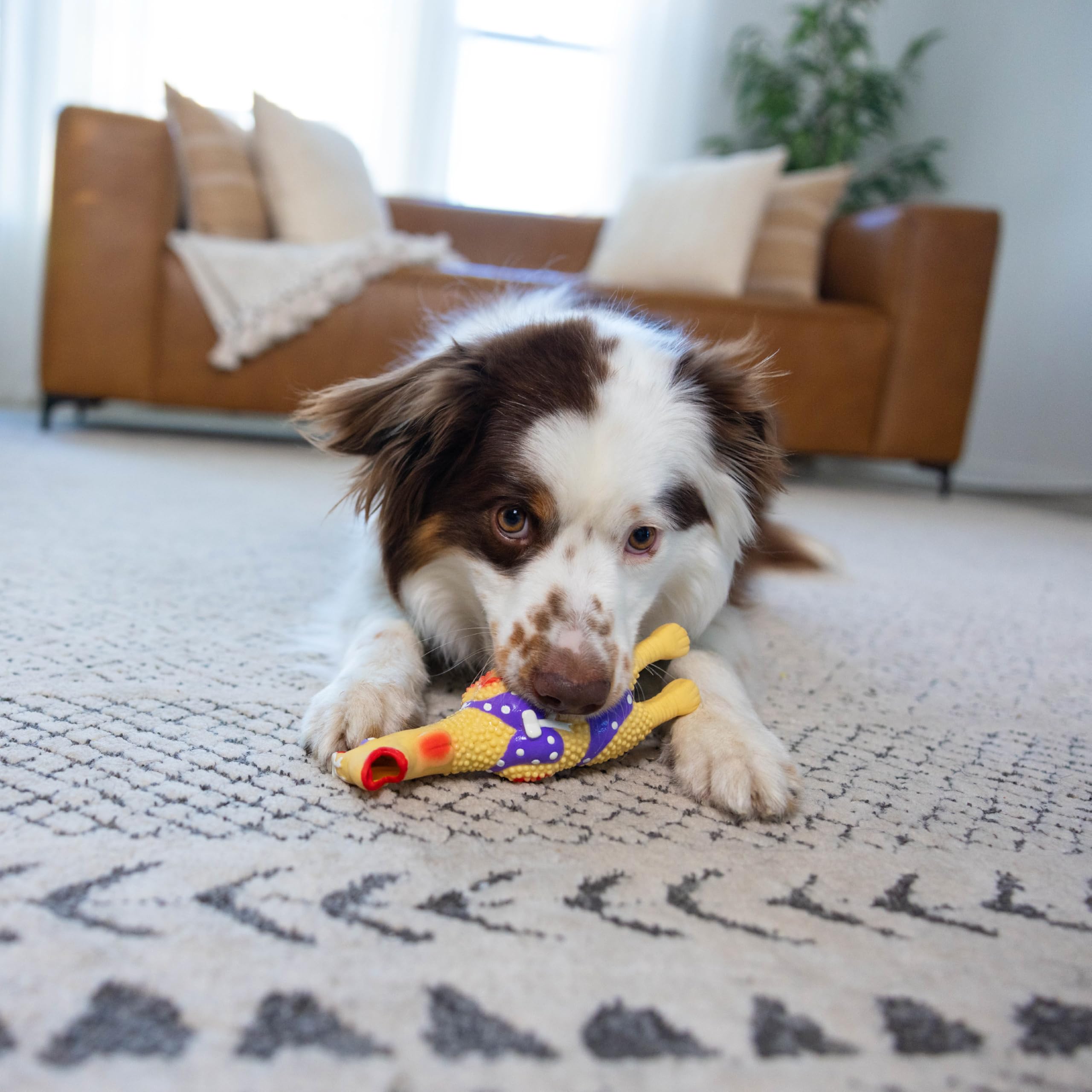 Outward Hound Squawkers Henrietta: poulet coloré en maillot estival apportant amusement durable.