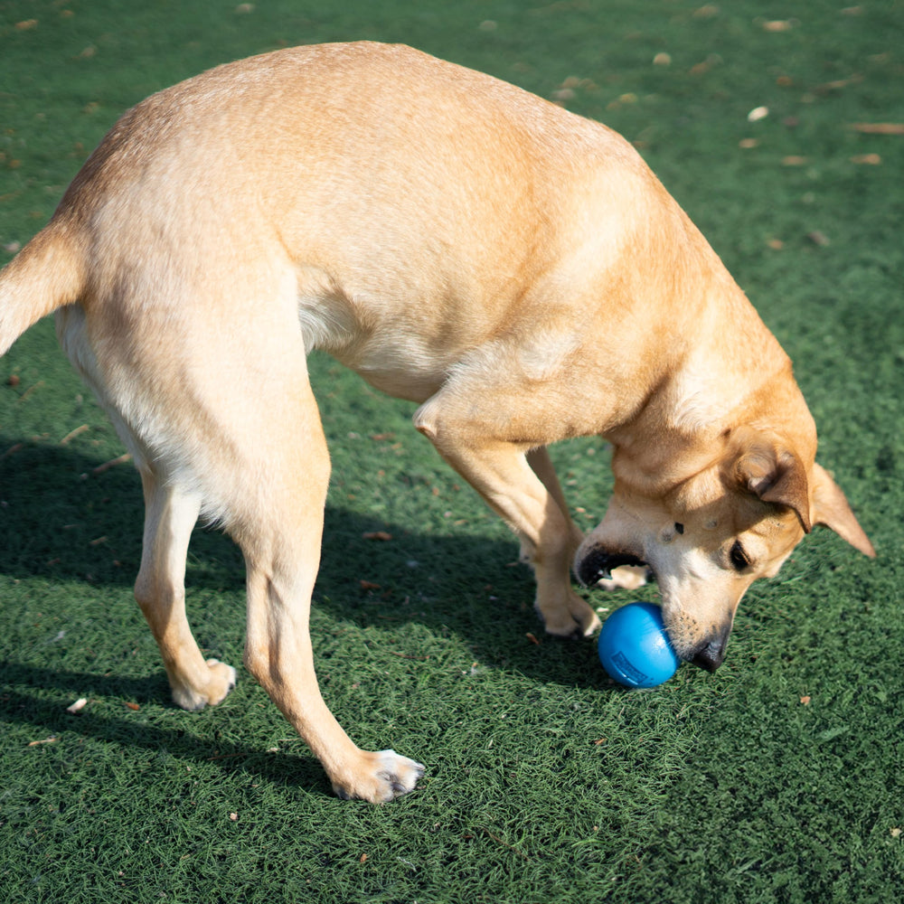 Nettoyage facile de la Squeak Ball Outward Hound avec eau tiède et savon doux