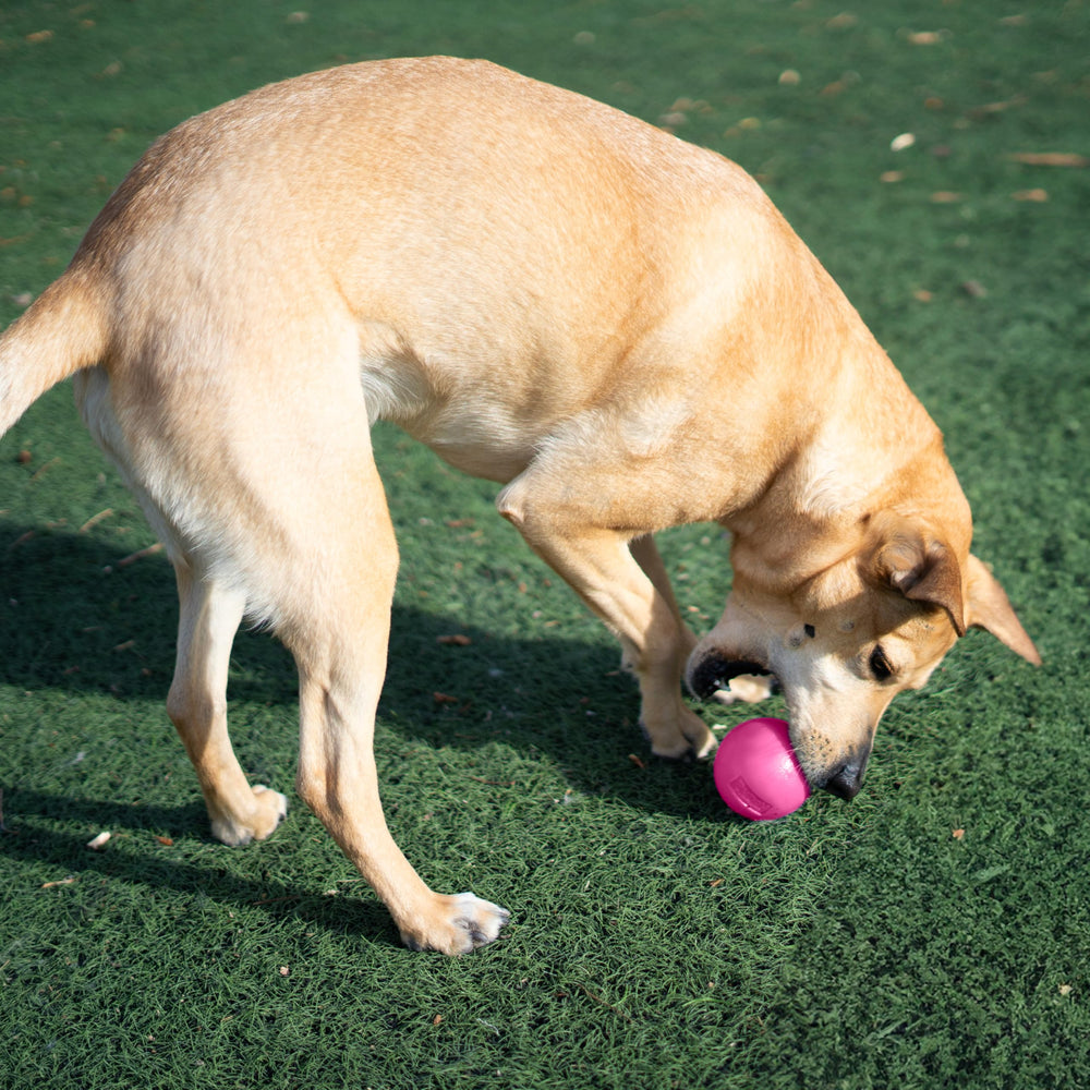 Outward Hound Squeak Ball, balle-plein-air rose adaptée aux activités extérieures.