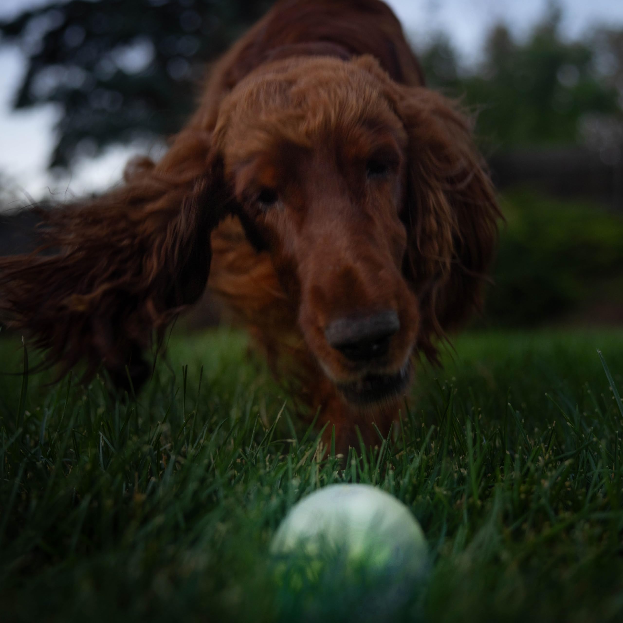 Outward Hound Strobe Ball Glo jouet sécuritaire sous supervision canine.