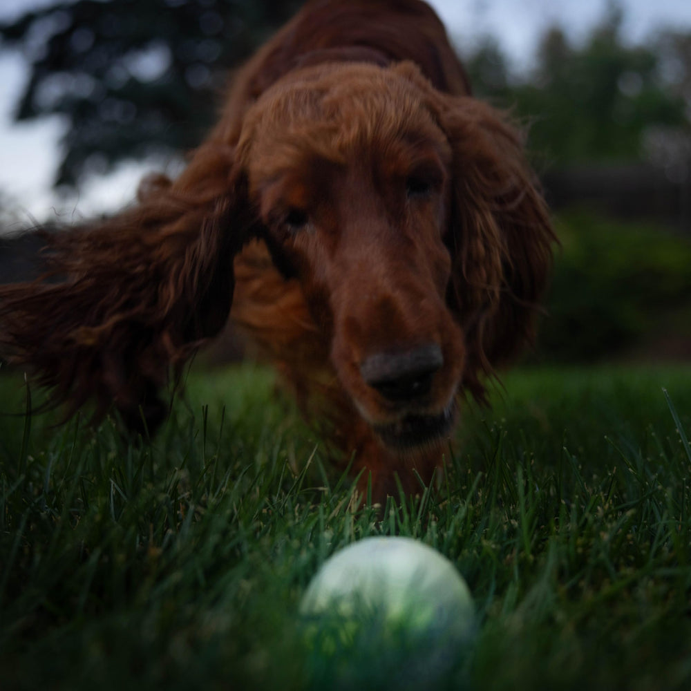 Outward Hound Strobe Ball Glo jouet sécuritaire sous supervision canine.