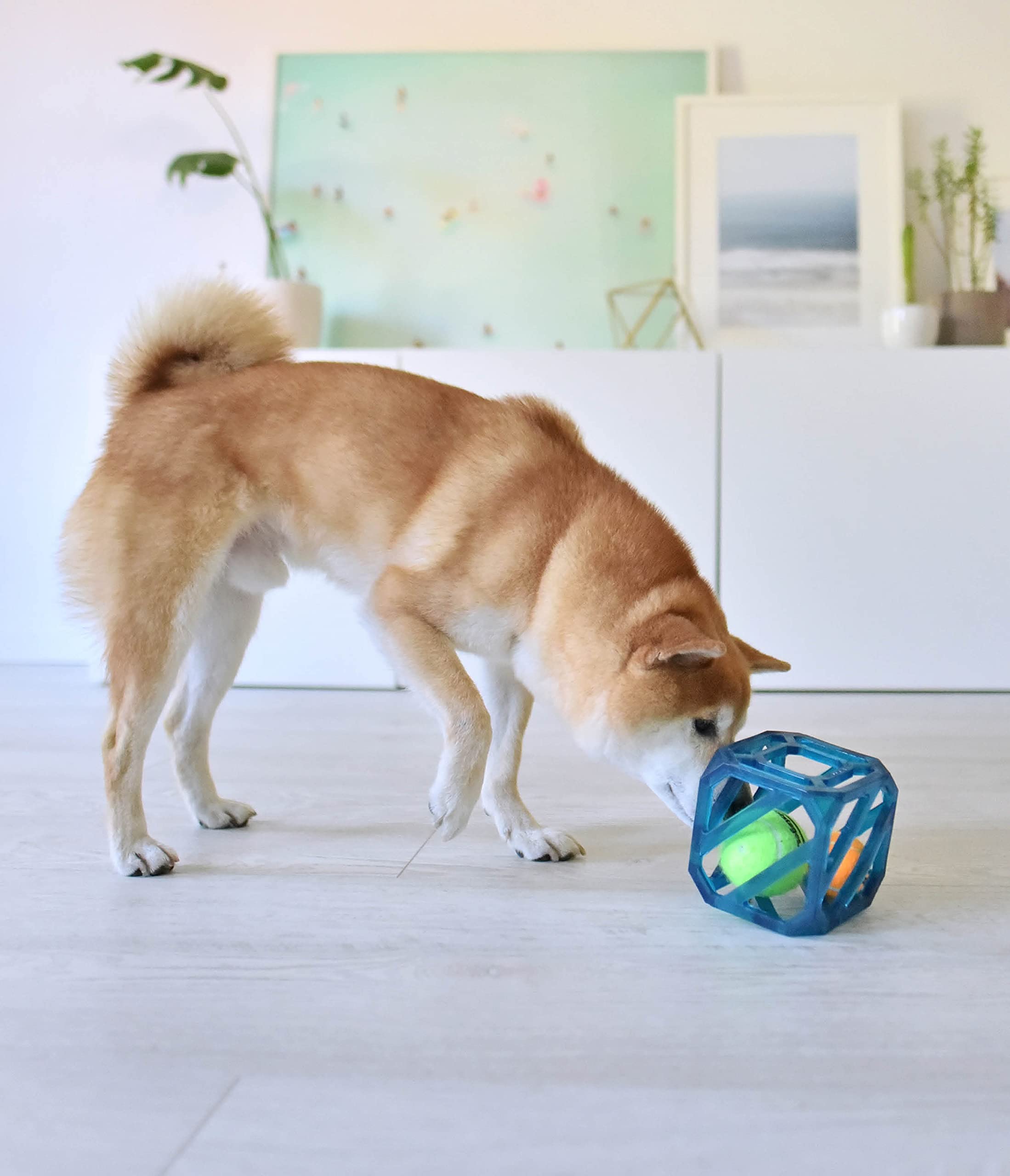 Outward Hound sécurité: supervision lors de l utilisation du jouet chien