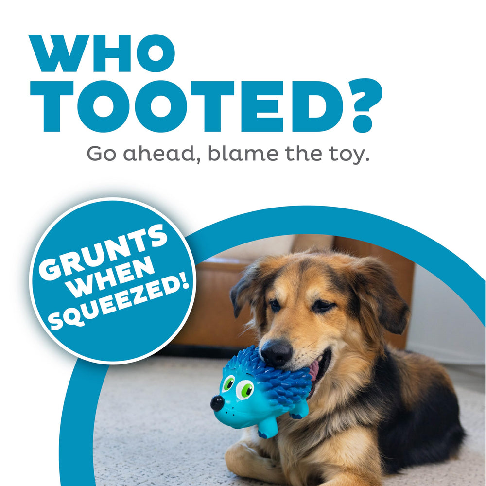 Outward Hound Tootiez ours grognant en latex, parfait pour la mastication et l’attention
