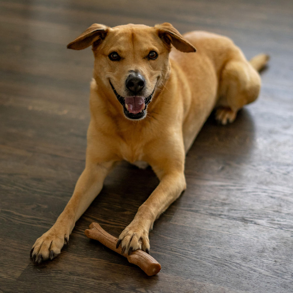 Outward Hound Super Dogwood entretien simple et durabilité accrue.