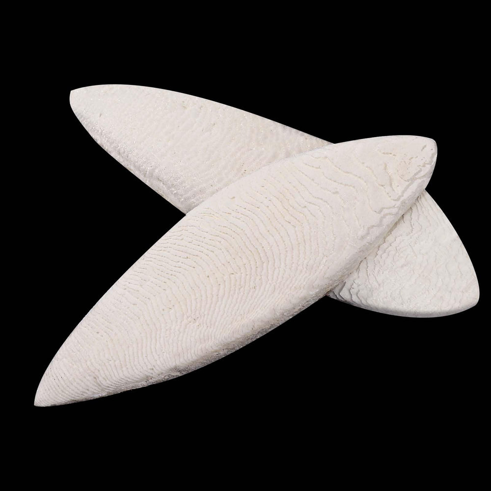 Ovveroche Cuttlebone naturel, polissage du bec et apport calcium pour les animaux.