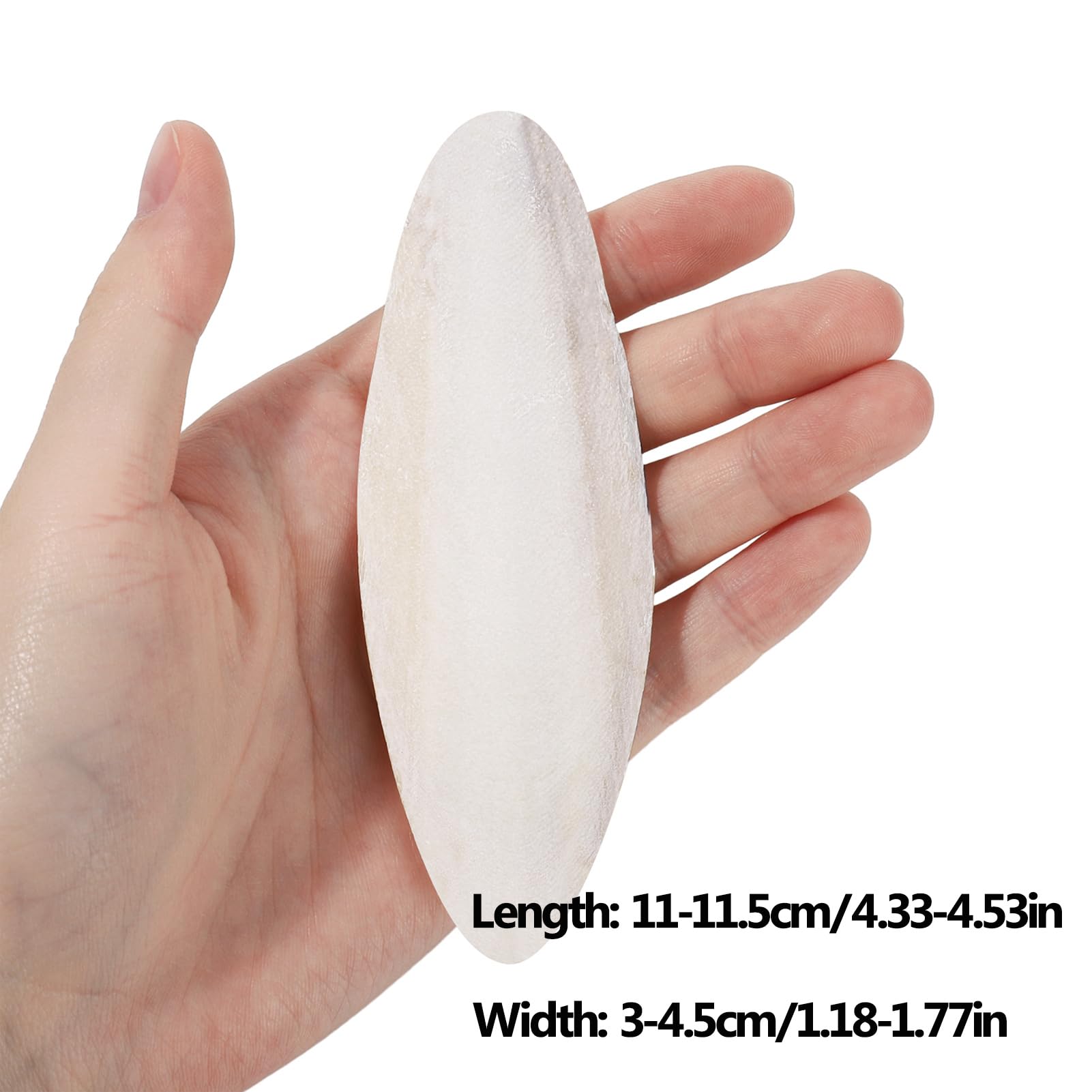 Ovveroche Cuttlebone – option polyvalente pour oiseaux et petits animaux.