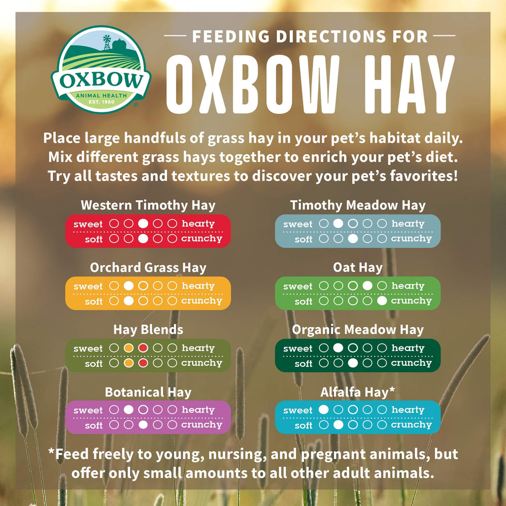 Oxbow Foin de prairie — aide à la mastication délicate et naturelle.