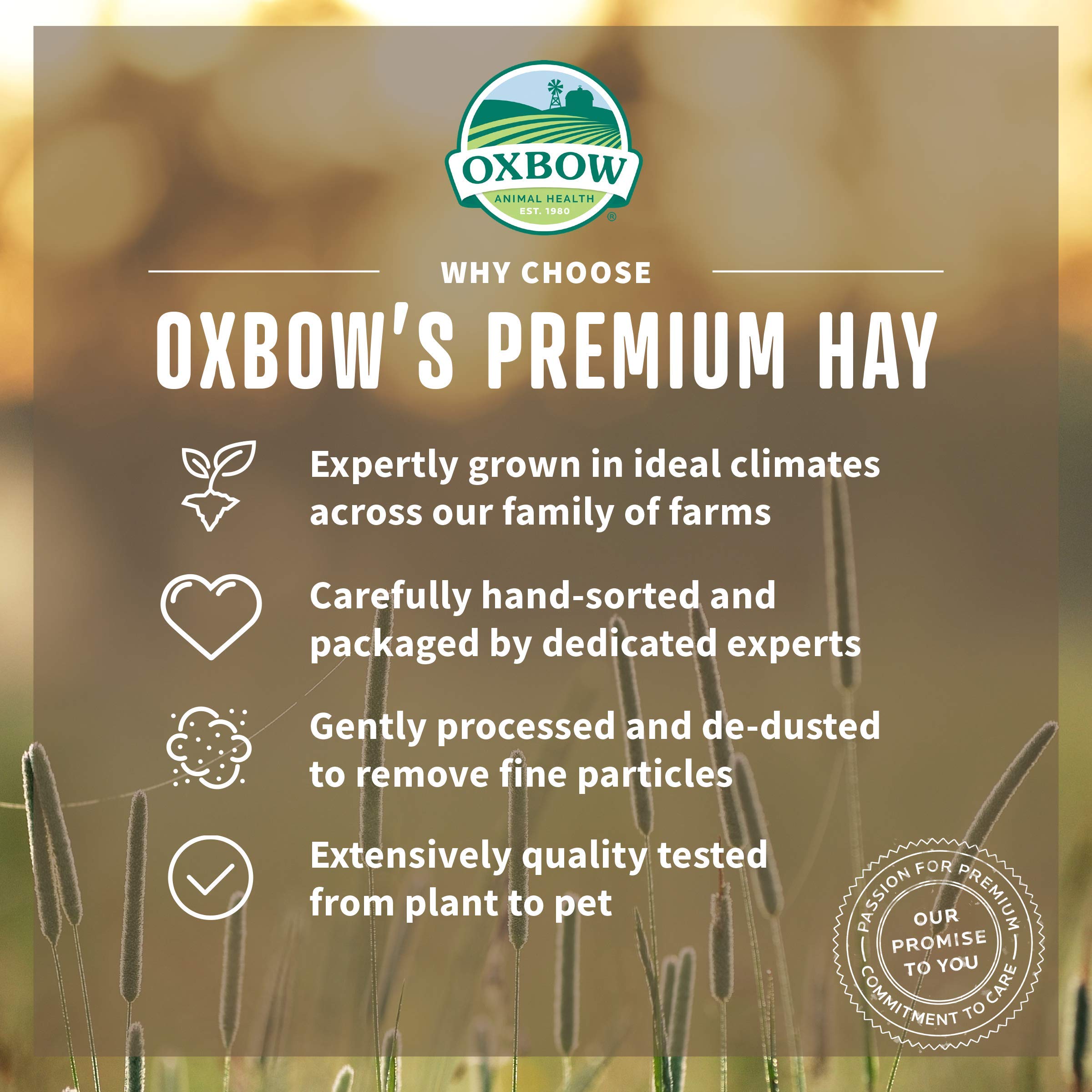 Oxbow Foin de prairie — idéal pour petits animaux et rongeurs.