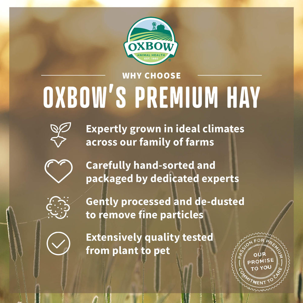 Oxbow Foin de prairie — idéal pour petits animaux et rongeurs.