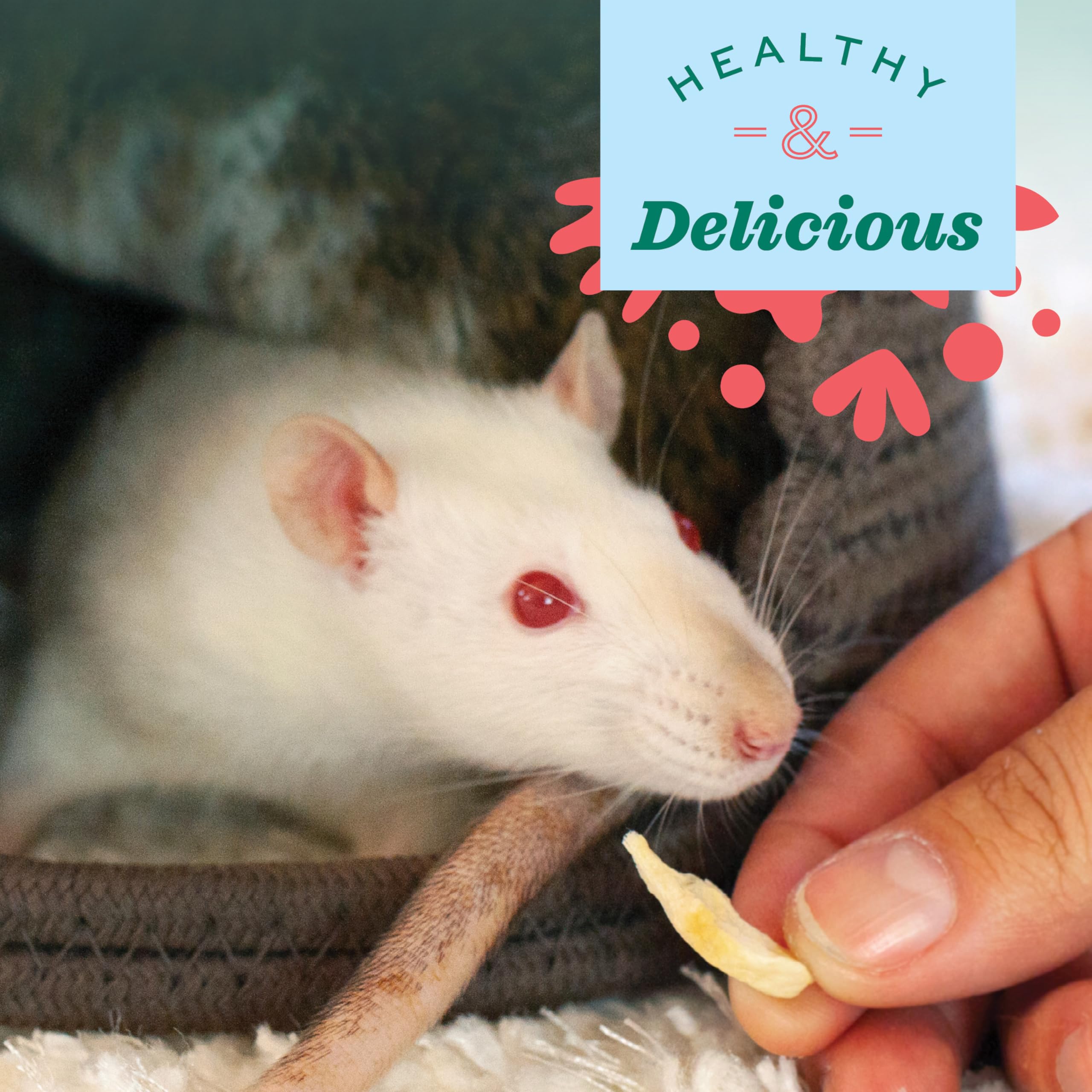 Oxbow Simple Rewards texture-banane-lyophilisée: texture douce adaptée à la mastication quotidienne.