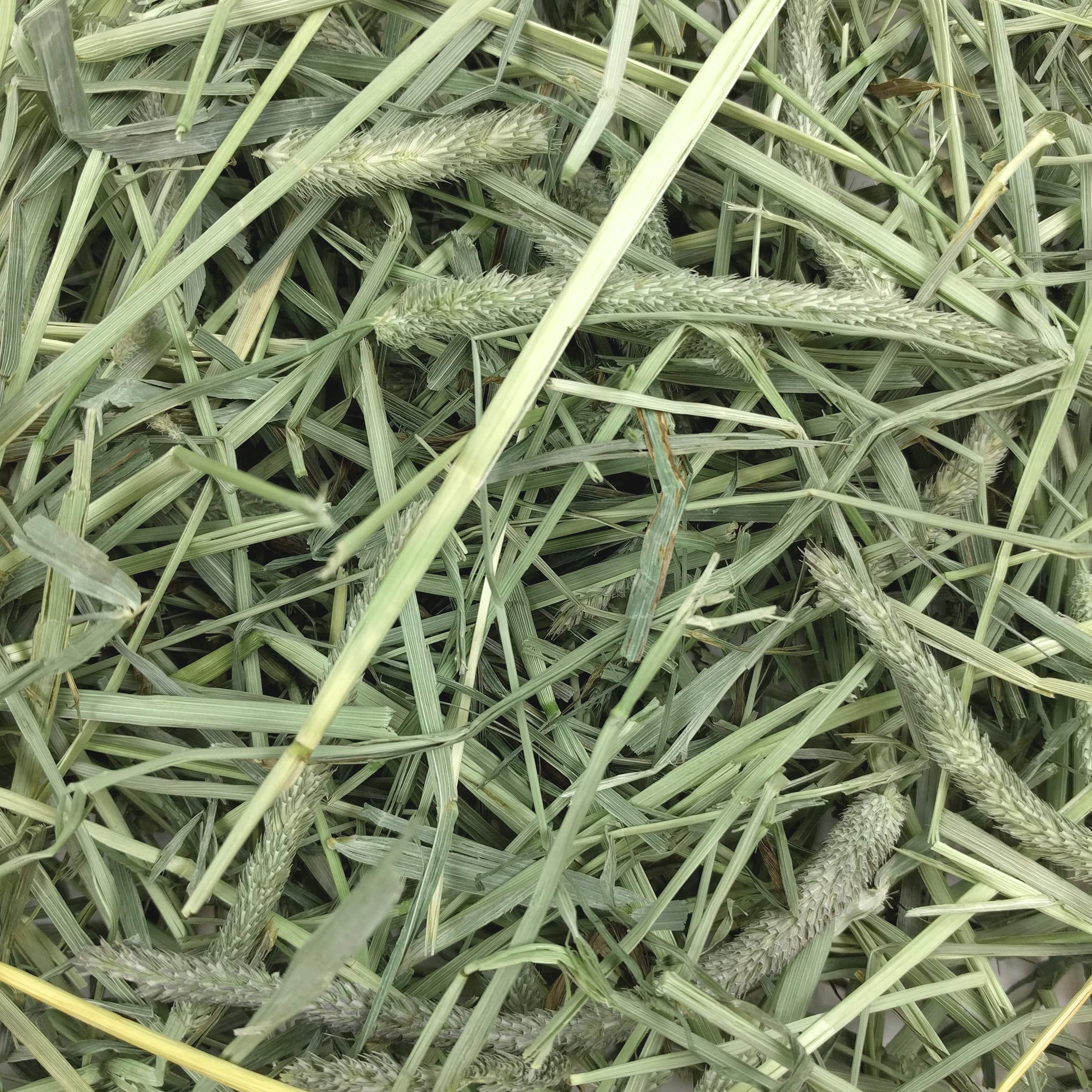 Oxbow Timothy Hay soutient la digestion naturelle et l'activité masticatoire.