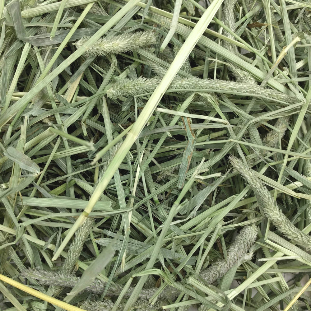 Oxbow Timothy Hay soutient la digestion naturelle et l'activité masticatoire.