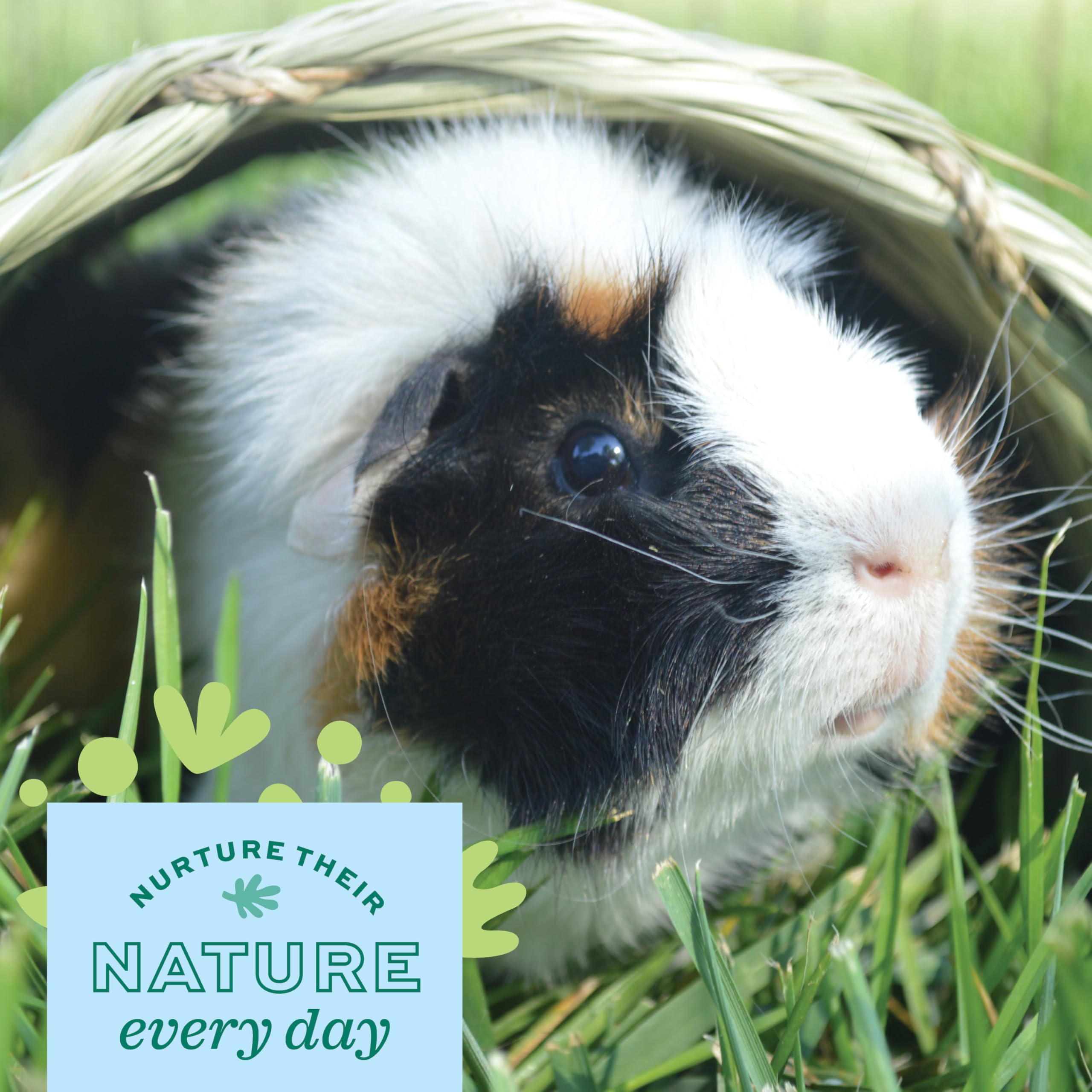 Oxbow Timothy Hay Tunnel nid douillet dans la cage.