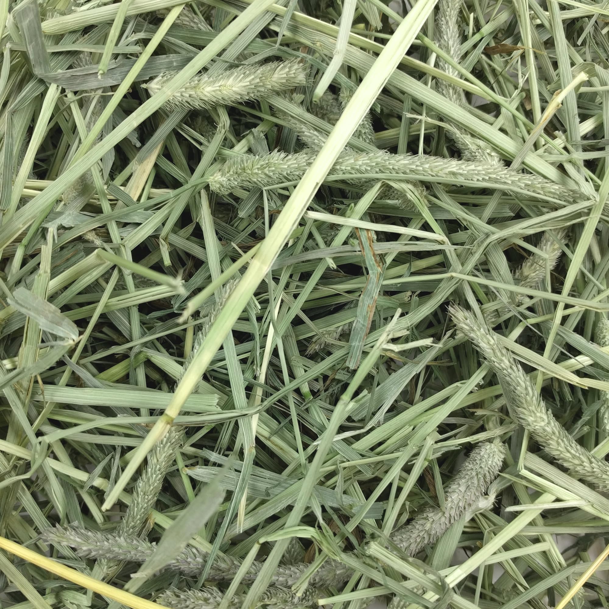 Fibre naturelle du foin Oxbow favorisant un repas quotidien.