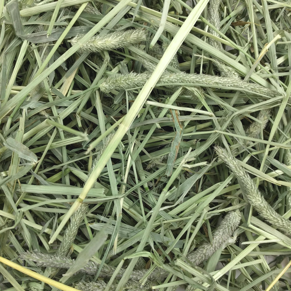 Fibre naturelle du foin Oxbow favorisant un repas quotidien.