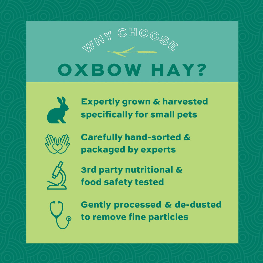 Odeur herbacée du foin Oxbow invitante pour les petits herbivores.