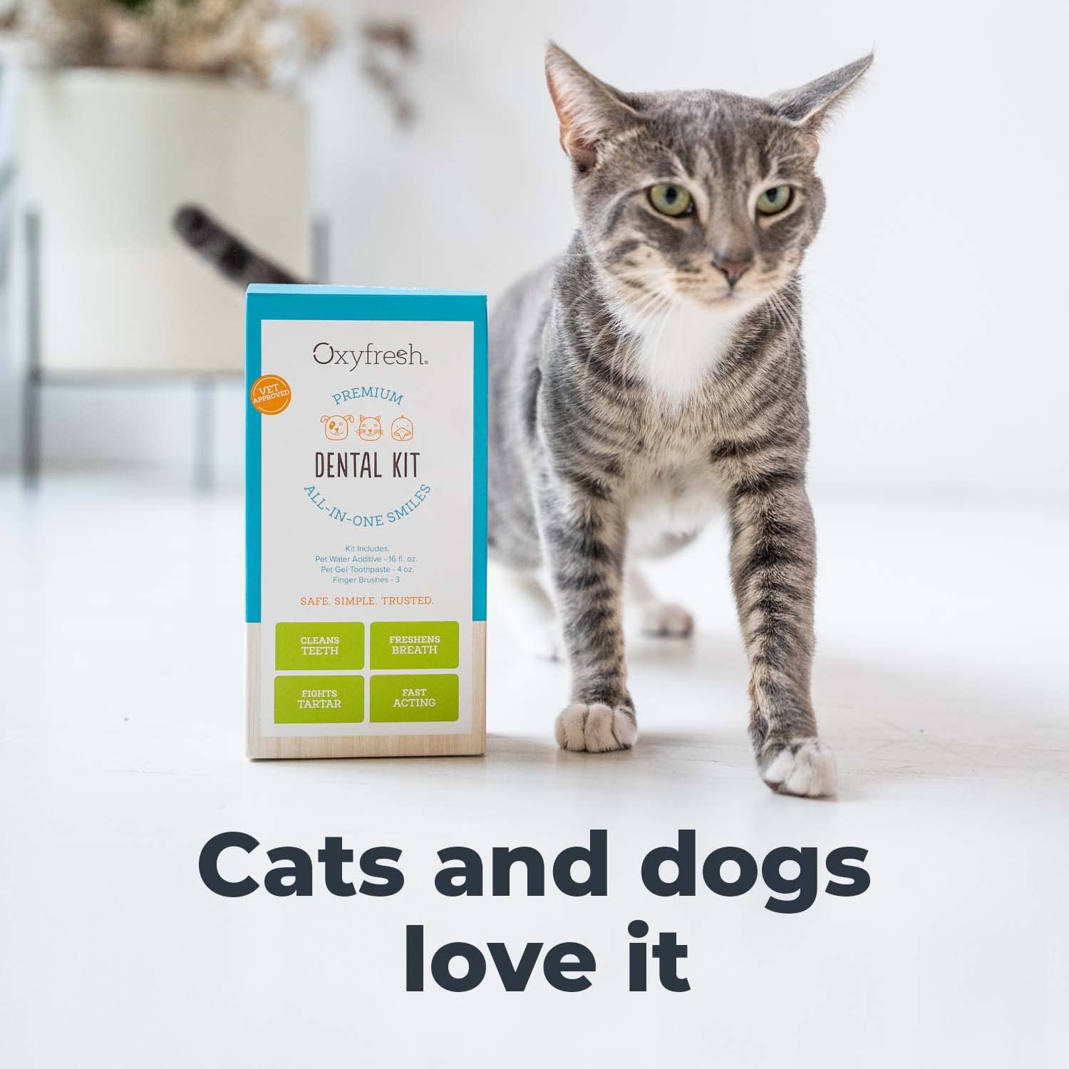 Chien utilisant le kit dentaire Oxyfresh pour routine rapide